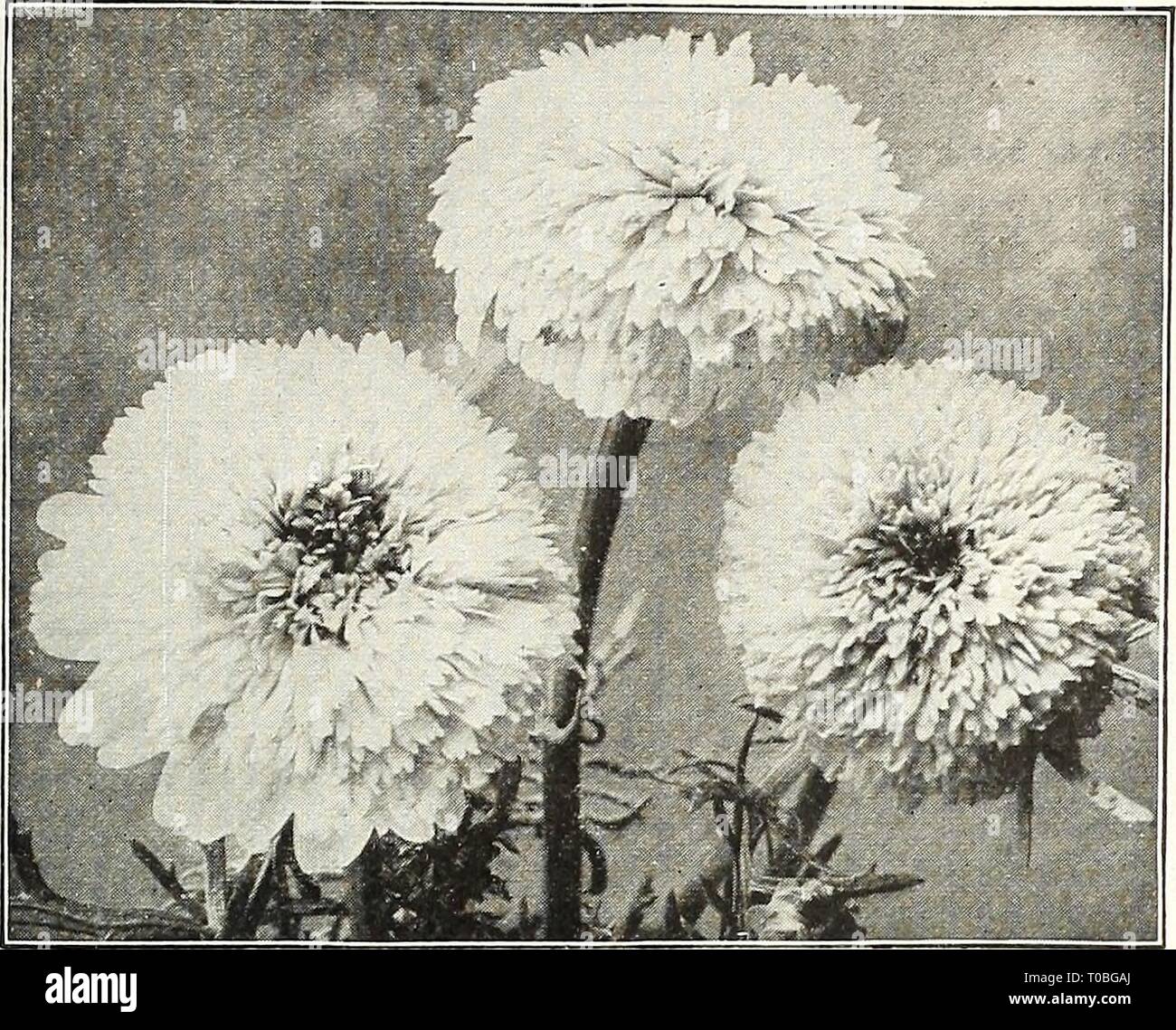 Hardy chrysanthemum: The best hardy chrysanthemums for the garden