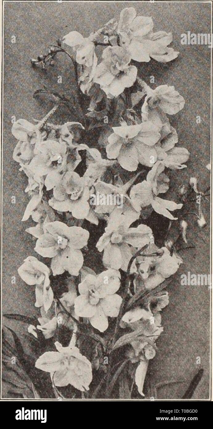 Dreer's garden book  Henry Dreer's garden book / Henry A. Dreer. dreersgardenbook1931dree Year:   Dreer's De Luxe Delphiniums Dreer's De Luxe Hybrids. Produced from the world's choicest named varieties, secured without regard to cost from the most noted European and American specialists. The results obtained were really marvelous; the plants of strong, vigorous habit with large spikes of enormous flowers in every shade of blue from the palest lavender to the richest oxford-blue as well as a number of pastel or art shades. Fully one-third were double- flowering and mostly with white centre or e Stock Photo