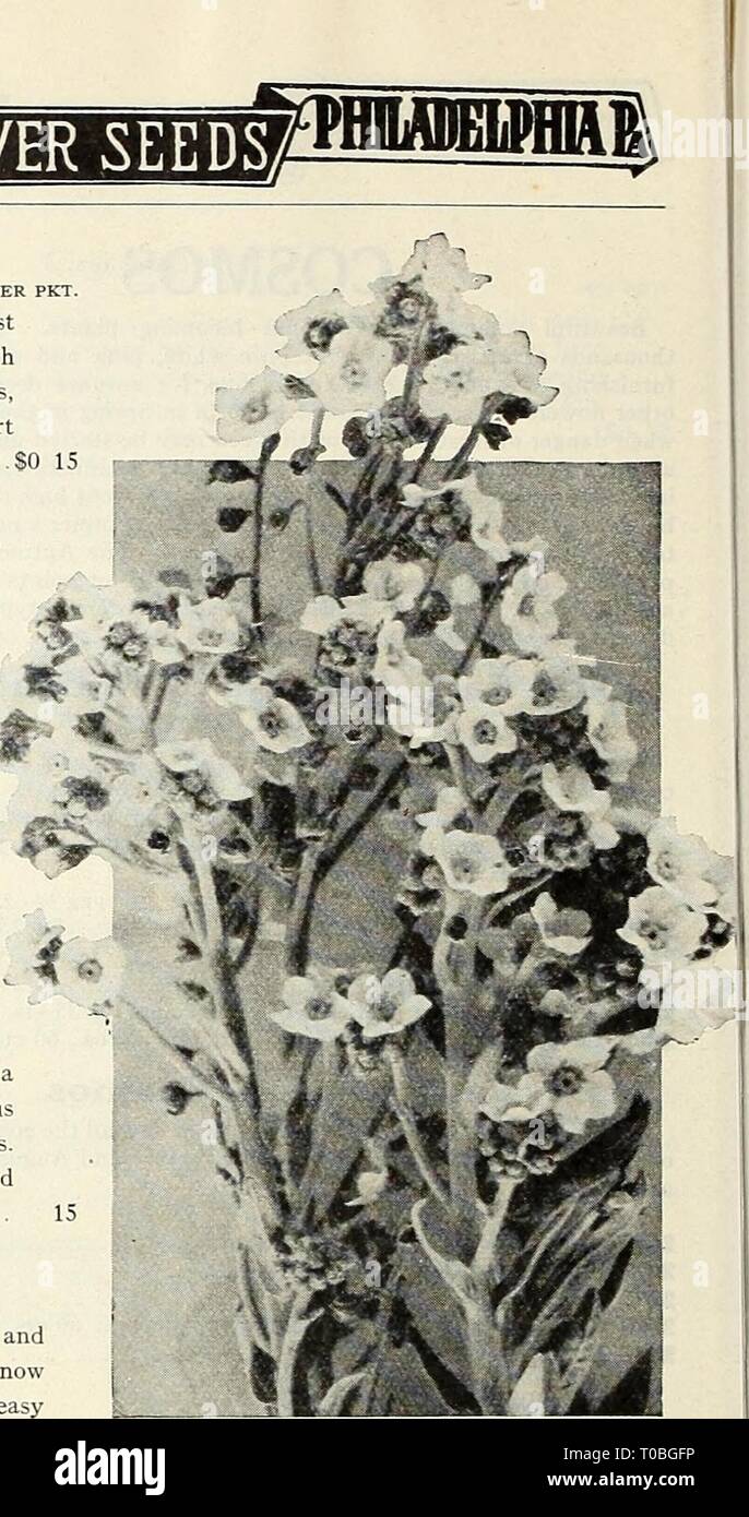 Dreer's garden book 1930 (1930) Dreer's garden book 1930 dreersgardenbook1930henr Year: 1930  Cynoglossum Amabile the double sorts will bloom the first season if the seed is sown before the beginning of April; the single sorts will bloom from seed sown in the open ground as late as June, although an earlier start is better. PER PKT. 2181 Colossal Peony-flowered. French strain, producing mammoth semi- double Peony-like flowers in a bewildering range of colors $0 15 2182 Giant Perfection. This strain produces single flowers of immense size, averaging 6 inches across, in a great variety of colori Stock Photo