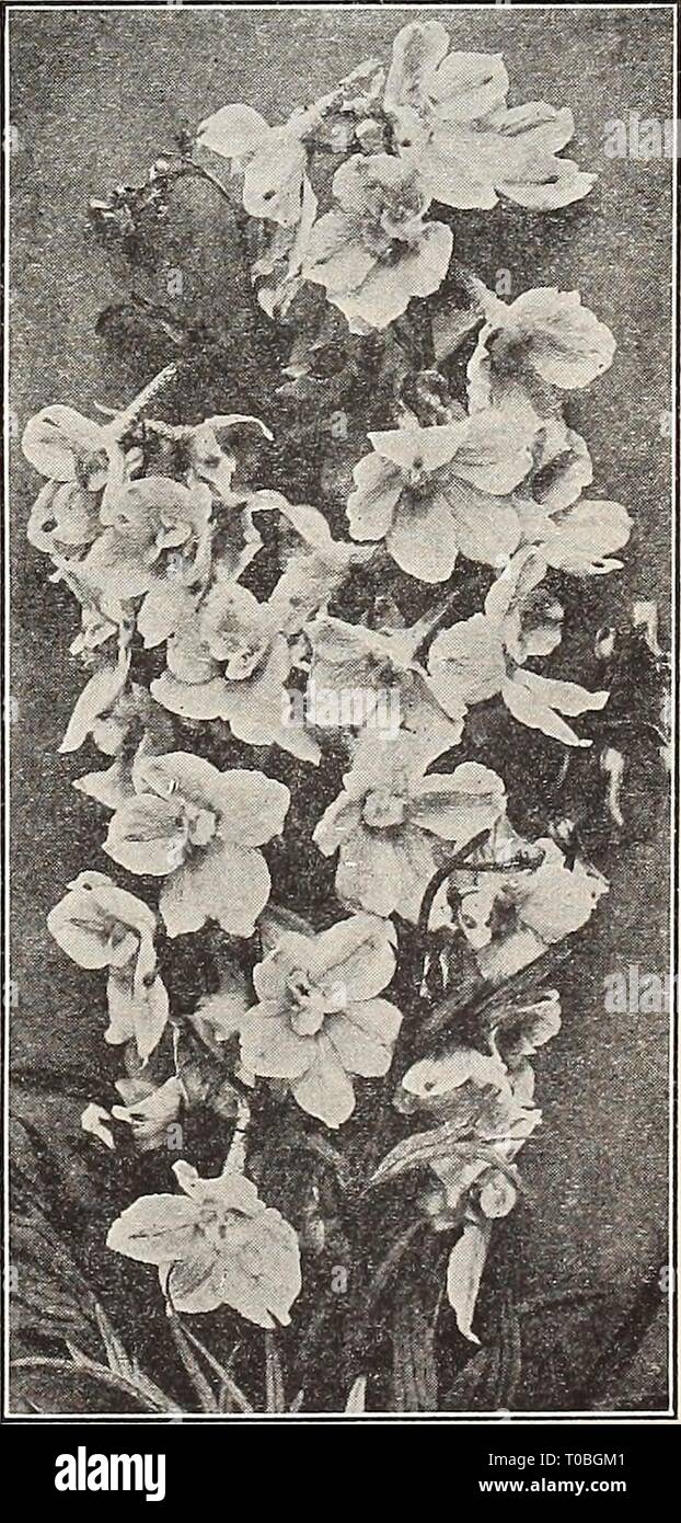 Dreer's garden book 1932 (1932) Dreer's garden book 1932 dreersgardenbook1932henr Year: 1932  Dreer's De Luxe Delphiniums Dreer'sDe Luxe Hybrids. Produced from the world's choicest named varieties, secured without regard to cost from the most noted European and American specialists. The results obtained were really marvelous; the plants of strong, vigorous habit with large spikes of enormous flowers in every shade of blue from the palest lavender to the richest oxford-blue as well as a number of pastel or art shades. Fully one- third were double-flowering and mostly with white centre or eye, b Stock Photo