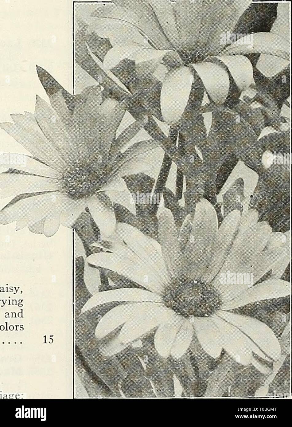 Dreer's garden book 1926 (1926) Dreer's garden book 1926 dreersgardenbook1926henr Year: 1926  2376 s/^: ' r. M' / r f /•• DiDiscus (Blue Lace Flower) DidiSCUS (Blue Lace Flower) 2351 Coeruleus. This pretty and interesting annual blooms most profusely from July tUl November; also used exten- sively for early spring flowering in a cool greenhouse; their exquisite pale lavender blossoms are excellent for cutting; plants grow about 18 inches high, and have as many as 50 flowers open at one time. (See cut.) 2 pkts., 25 cts $0 15 DimOrphotheCa (African Colden Daisy) 2375 Aurantiaca. An extremely sho Stock Photo