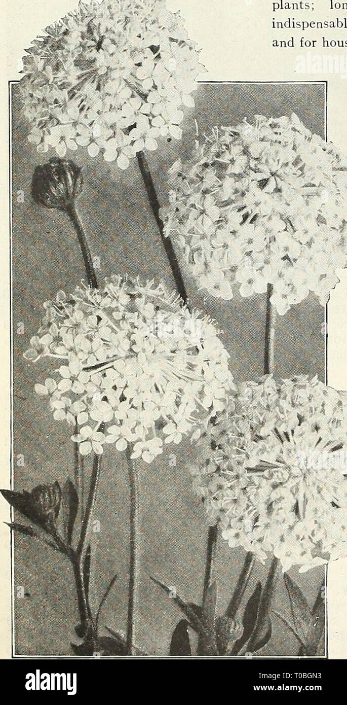 Dreer's garden book 1929 (1929) Dreer's garden book 1929 dreersgardenbook1929henr Year: 1929  86 /flEirAJREEf3iia;tM,lJS?idrM^rtiKl™ffl^ DidisCUS (Blue Lace Flower) PER PKT. 2351 Coeruleus. This pretty and interesting annual blooms most profusely from July till November; also used extensively for early spring flowering in a cool greenhouse; their exquisite pale lavender blossoms are excellent for cutting; plants grow about 18 inches high, and have as many as 50 flowers open at one time. (See cut.) $0 15 DimOrphotheCa (African Colden Daisy) 2375 Aurantiaca. An extremely showy annual daisy from  Stock Photo