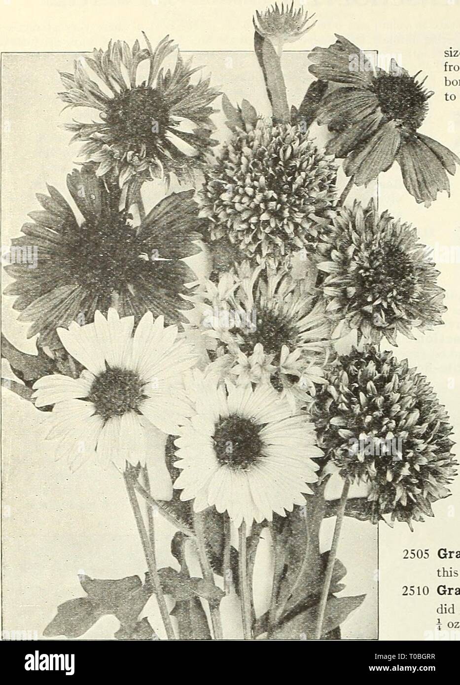 Dreer's garden book 1923 (1923) Dreer's garden book 1923 dreersgardenbook1923henr Year: 1923  88 /flElflyA-DREER; RELIABLE FLOWER SEEDS; i    GAILLARDIA tBlanket Flower) Annual Varieties Splendid showj' annuals, remarkable for the profusion, size and brilliancy of their flowers, continuing in bloom from early summer till November; excellent for beds, borders, or for cutting; should be sown where they are to bloom; ll feet. PER PKT. 2496 Picta. Crimson and orange, j oz., 25 cts..SO 05 2500 Picta Mixed. Single sorts; fine colors. J oz., 25 cts 5  2-198 The Bride. This new double-flowering ^I^B^ Stock Photo