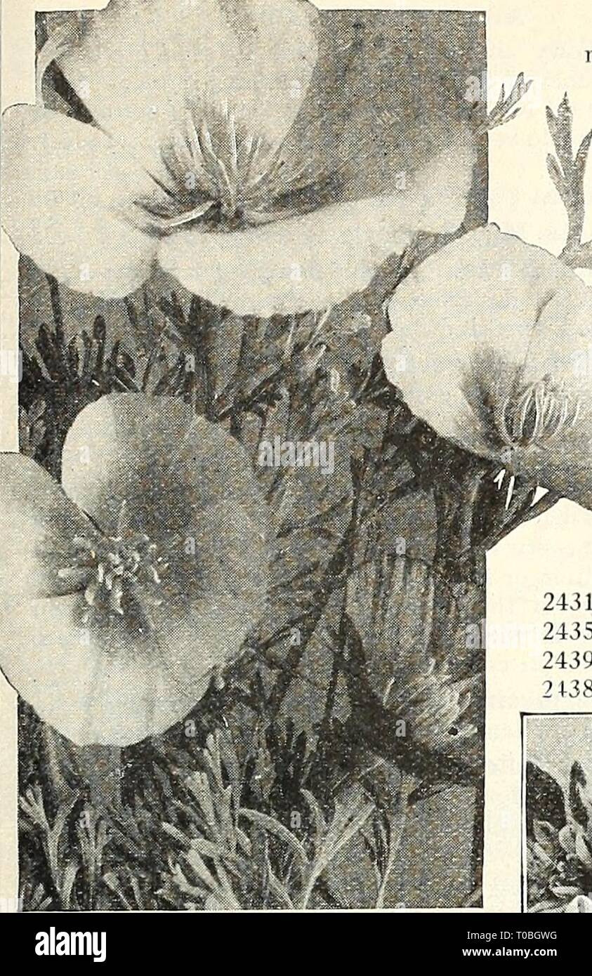 Dreer's garden book 1924 (1924) Dreer's garden book 1924 dreersgardenbook1924henr Year: 1924  /flEmyABim^ RELIABLE FLOWER SEEDS, &gt;HILSBEliPIffilk 87    PER PKT. ESCHSI HOLTZl S OR CaLU'ORM^ POPPIES ECHINOCYSTIS (Wild Cucumber Vine) 2401 Lobata. One of the quick- est growing annual vines we know of; splendid for cover- ing trellises, old trees, fences, etc. Clean, bright green foli- age and sprays of white flow- ers in July and August. Per oz., 30 cts $0 05 ERYSIMUM (Fairy Wallflower) 2411 Perofskianum. A pretty annual, growing about 18 in- ches high, bearing throughout the summer dense ra Stock Photo
