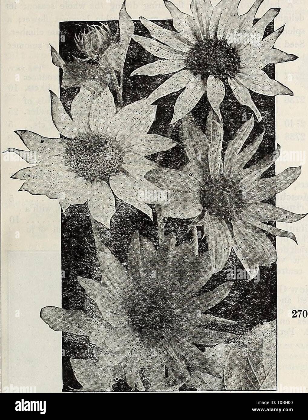 Dreer's garden book 1917 (1917) Dreer's garden book 1917 dreersgardenbook1917henr Year: 1917  ENRYADREER -WIILADELPHIAjA;Mf RELIABLE f LOWER SEEDS 91 M k/f „    HEUANTHUS (Sunflower). Remarkable for the stately growth, size and brilliancy of their flowers, making a Very good effect among shrubbery and for screens. SINGLE ANNUAL SUNFLOWERS. The single Sunflowers are indispensable for cutting. Sown on a sunny spot in April or May they come into bloom early in summer, and keep up a constant supply of flowers until cut down by frost. PER PKT. 2701 Cucumerifolius (Miniature Sunflower}. Small, singl Stock Photo