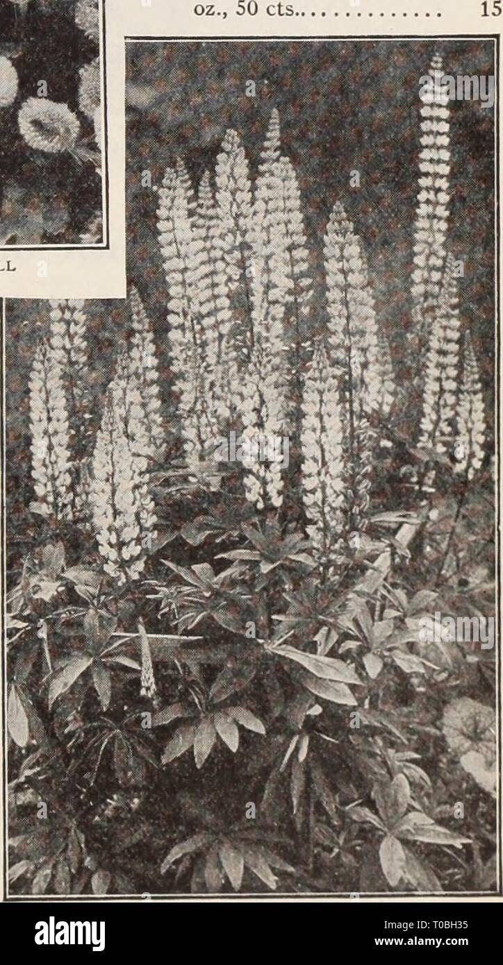 Dreer's garden book  Henry Dreer's garden book / Henry A. Dreer. dreersgardenbook1931dree Year:   3121 Capensis Alba Plena (Double White Feverfew). Free-floweringplants,pro- ducing all season fine double white flowers. A fine bedding or pot plant; 18 inches.  oz., 25 cts.. 3122 Golden Ball. Compact bushy plants, 8 inches high, covered with bright yellow densely double button-like blossoms.  oz., 50 cts 10 Matricaria Golden Ball per PKT. Ultramarine-blue; dark leaved; trailing; 9 inches $0 10 3024 Tenuior. Of upright habit; about 15 inches high, with very large flowers of rich cobalt blue wit Stock Photo