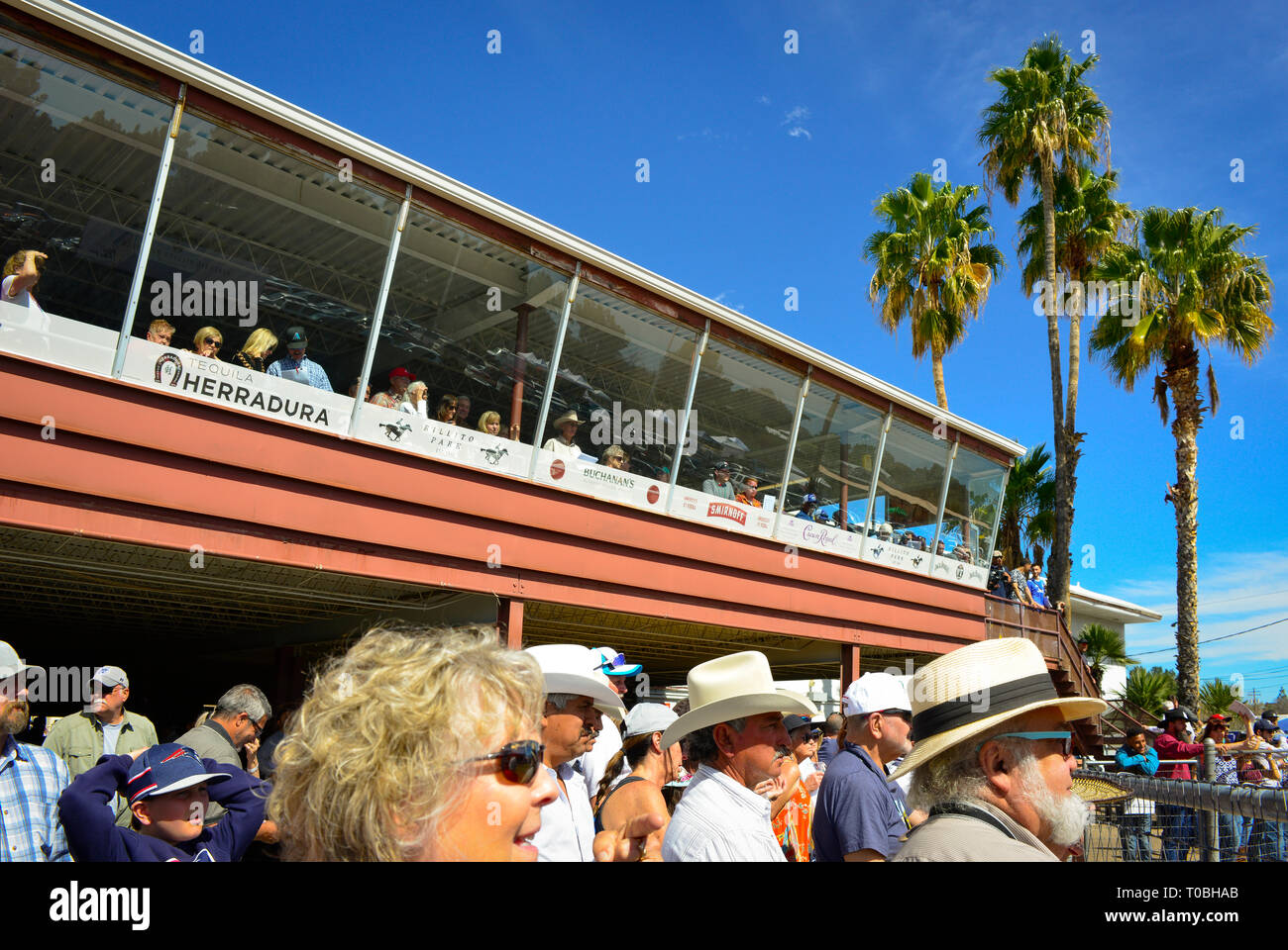 People line up around the paddock fence to watch racehorses being saddling with Club house patrons overlooking the scene at the Rillito Racetrack Park Stock Photo