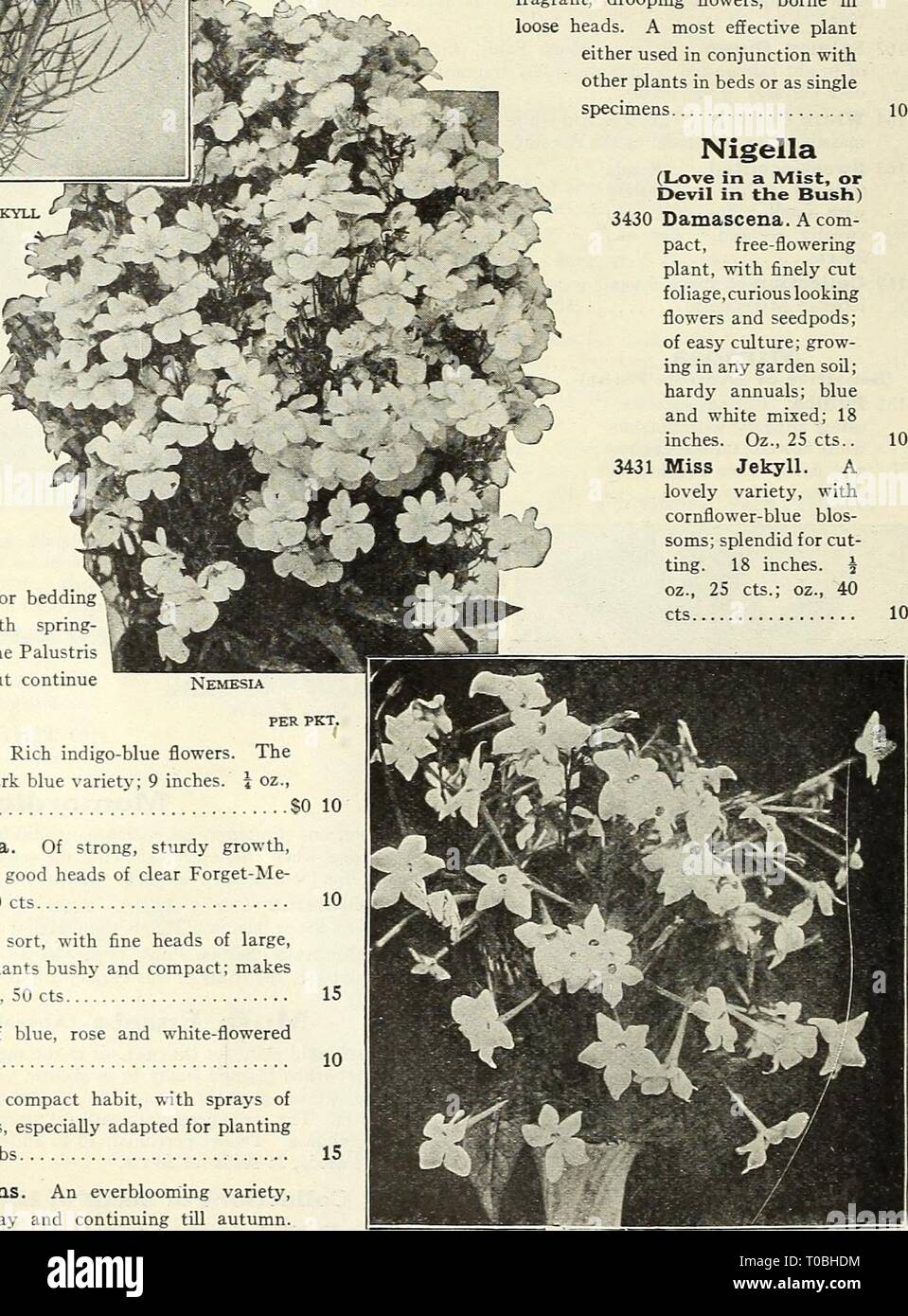 Dreer's garden book 1928 (1928) Dreer's garden book 1928 dreersgardenbook1928henr Year: 1928  3V-s Nigella Miss Jekyll Myosotis &gt;^f^ (Forget-Me-Not) Few spring flowers are moreS SL Smll admired than the lovely Forget- Me-Nots, which are especially effective when grown in masses. Perennials and hardy if given slight protection through the winter. Seed may be sown any time from spring till mid-sum- mer. The Alpestris varieties and Dissitiflora come into bloom in April, and are largely used for bedding or borders in connection with spring- flowering bulbs, Pansies, etc. The Palustris sorts do  Stock Photo