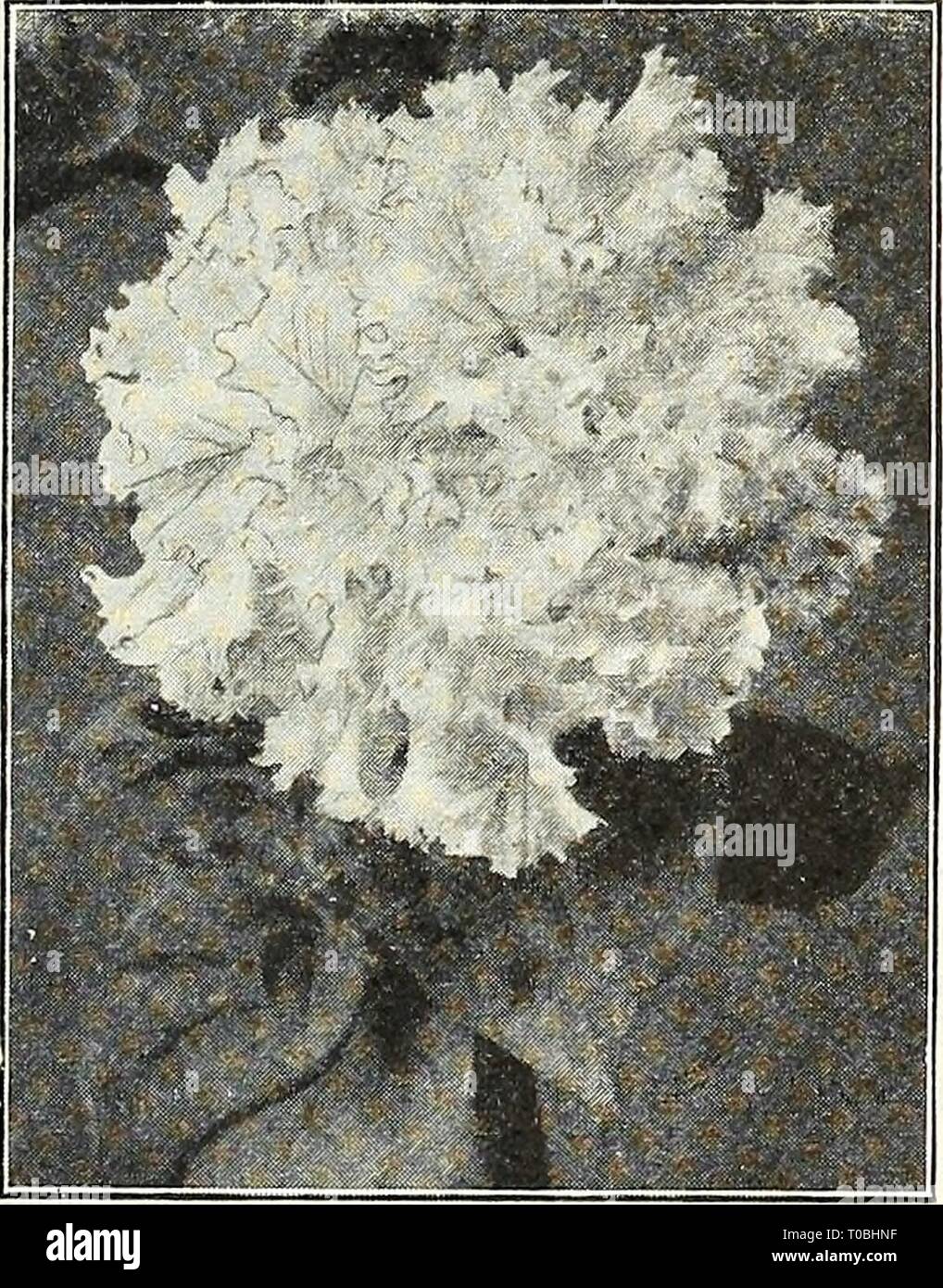 Dreer's garden book 1924 (1924) Dreer's garden book 1924 dreersgardenbook1924henr Year: 1924  Balcony Petumias 50 35    Dreer's Superb Double-fringed Petunla. Balcony Petunias A splendid large and free flowering type either for window boxes, vases, hanging baskets, etc , the flowers average 3 inches across and make a very effective display over a long season. (See cut.) PER PKT. 3555 Balcony Blue. Velvety indigo blue $0 20 3556 Balcony Rose. Brilliant rose-pink; very effective 20 3557 Balcony White. The pure white form 20 3558 Balcony Crimson. Rich velvety crimson 20 A packet each of the above Stock Photo