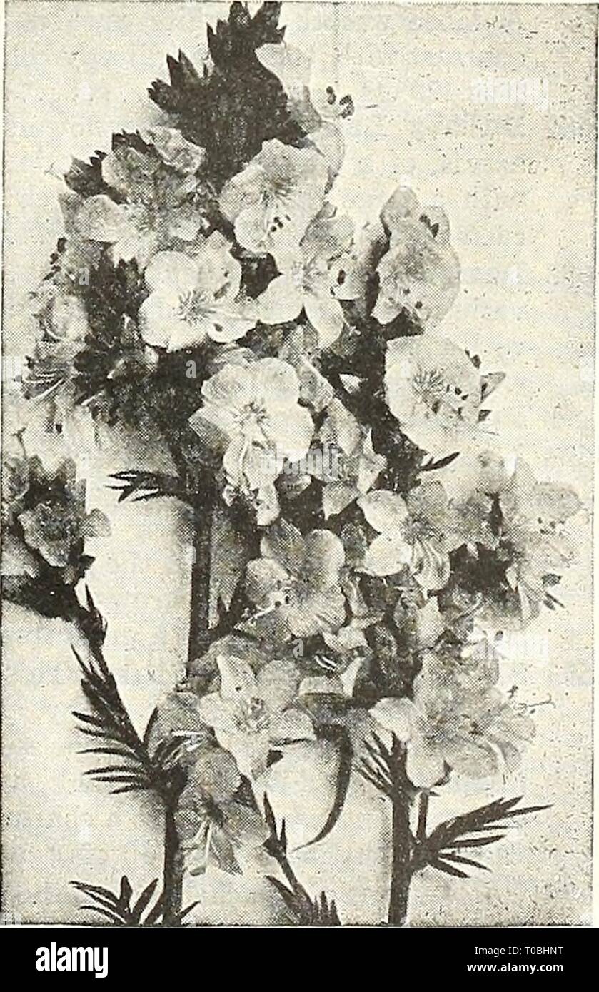 Dreer's garden book 1927 (1927) Dreer's garden book 1927 dreersgardenbook1927henr Year: 1927  POLVANiHUS Polyanthus (Primula Elatior) Showy, early spring, free-flowering plants, fine for either pot or outdoor culture; hardy perennials; 9 inches. 3677 Invincible Giant. PER PKT. Un- doubtedly the finest strain in cultivation, containing all colors from purest white to the richest crimson. 5 pkts., SI.00. .$0 25 Platycodon GRANDiFLORtiM 3680 English Mixed. A fine grade; all colors. 2 pkts., 25 cts    15 Polemonium Every flower garden should include the Shirley Poppies. See page 104 Stock Photo