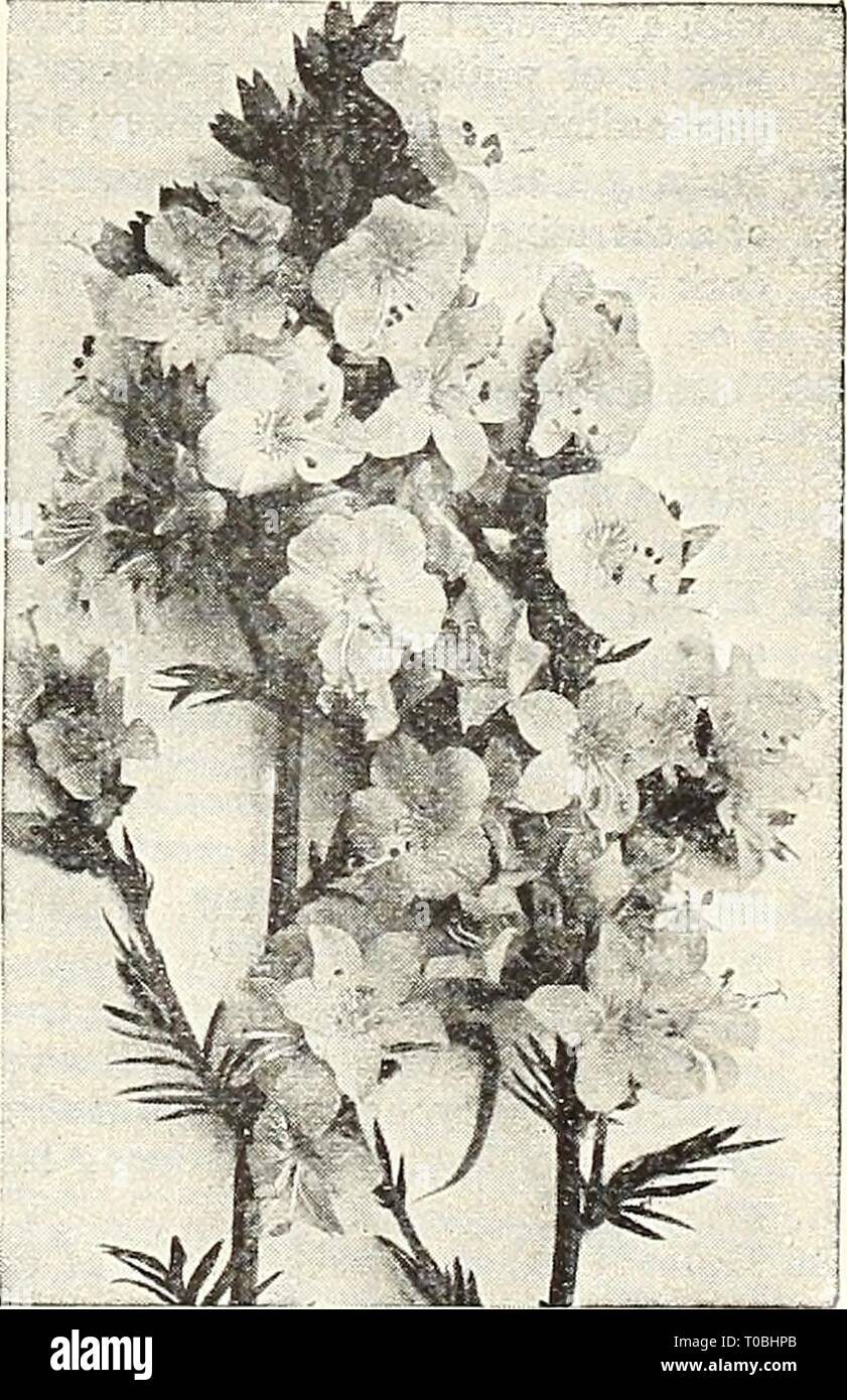 Dreer's garden book 1930 (1930) Dreer's garden book 1930 dreersgardenbook1930henr Year: 1930  Platycodon Grandiflorum Polyanthus Polyanthus (Primula Elatior) Showy, early spring, free-flowering plants, fine for either pot or outdoor culture; hardy perennials; 12 inches. per pkt. 3677 Invincible Giant. Undoubt- edly the finest strain in culti- vation, containing all colors from purest white to the richest crimson 3680 English Mixed. A fine grade; all colors 25 15    POLEMONIUM Every flower garden should include the Shirley Poppies. See page 104 Stock Photo