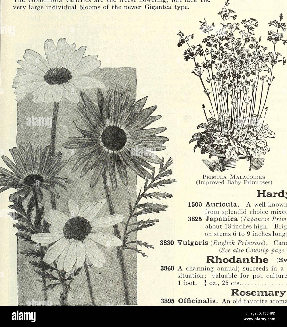 Dreer's garden book 1931 (1931) Dreer's garden book 1931 dreersgardenbook1931henr Year: 1931  Primula Malacoides (Improved Baby Primroses) Dreer's 'Peerless' Chinese Primroses PER PKT. 3811 Obconica Gigantea Ker- mesina. Rich crimson $0 25 3812 Rosea. Pure rose color 25 3815 Mixed. All colors 20 3816 -Grandiflora Alba. Pure white 20 3817 Kermesina. Bright crimson 20 3818 Rosea. Beautiful clear ruse 20 3819 Appleblossom. Soft pink 20 3820 Mixed. All colors 15 Various Primroses 3824 Kewensis. This variety is most attractive, with pleasing bright yellow flowers borne on long stems. It is delightf Stock Photo