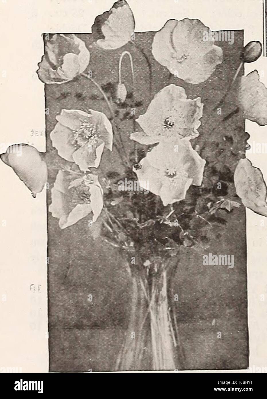 Dreer's garden book 1921 (1921) Dreer's garden book 1921 dreersgardenbook1921henr Year: 1921  Oriental Poppy Platycodon Grandiflorom Iceland Poppies (offered on page 103) FI^ATYCODON (Balloon Flower, or Japanese Bellflower) One of the best hardy perennials, pro- ducing very showy flowers during the whole season. They form large clumps and are excellent for planting in permanent borders or among shrubbery; easilyraised fromseed, which begins blooming in August if sown outdoors in April. (See cut.) PER PKT. 3663 Qrandiflorum. Large steel blue flowers.  oz., 40 cts 10 3664 — Album. Pure white va Stock Photo