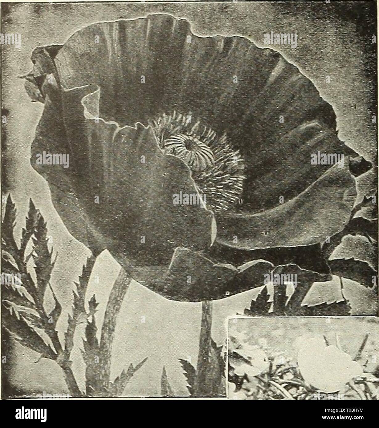 Bi annual plants hi-res stock photography and images - Alamy