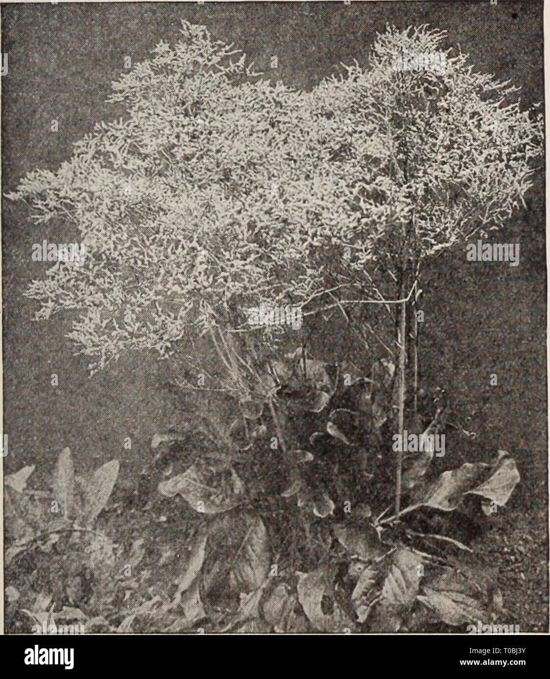 Dreer's garden book  Henry Dreer's garden book / Henry A. Dreer. dreersgardenbook1931dree Year:   Cut-and-Come-Again Stocks    10 10 Statice Latifolia Solaniim (Jerusalem Cherry) PER PKT. 3987 Cleveland Red. A greatly improved form of this very useful pot plant for winter decoration.. It is of dwarf, branching habit; leaves small and oval shaped, bearing in the greatest profusion bright scarlet globular berries. Very ornamental; 1 foot $0 15 Statice (Sea Lavender) Hardy Perennial Sorts Splendid hardy perennials, either for the border or rockery, producing all summer panicles of minute flowers, Stock Photo