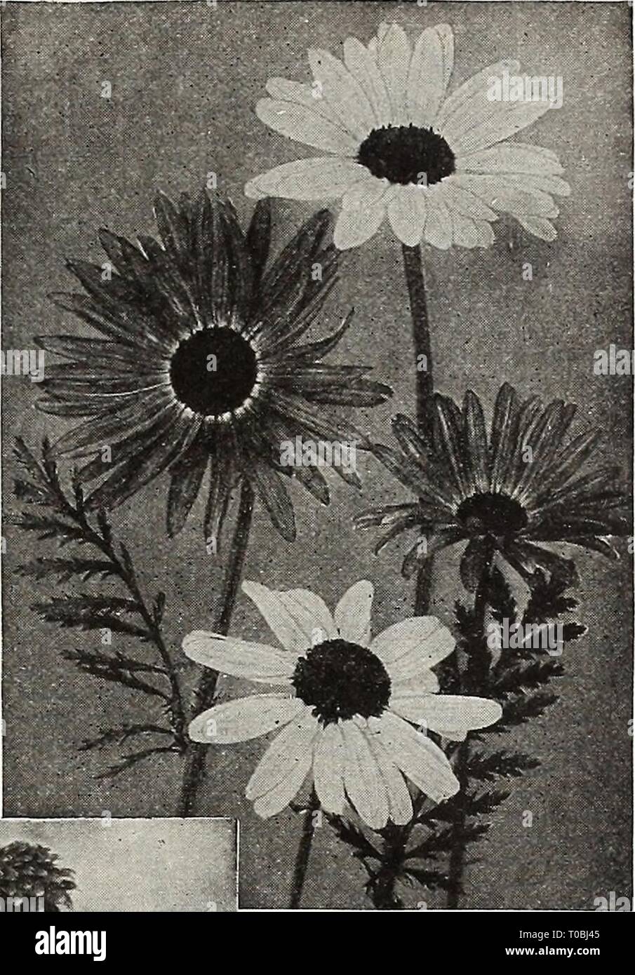 Dreer's garden book 1918 (1918) Dreer's garden book 1918 dreersgardenbook1918henr Year: 1918  Pyrethrum Hybridum RHODANTHE (Swan River Everlasting) PER PKT 3860 Acharmingannual; suc- ceeds in a light rich soil and a warm shel- tered situation; valu- able for pot culture; flowers everlasting; mixed colors; 1 foot Sanvitalia Procumbbns ^yjfff ^^^^^^i^S|Pj&L--. Rudbeckia Bicolor Superea 10 RICINUS (Caster Oil Bean) Ornamental plants of stately growth and picturesque foliage, with brilliant colored fruit, pro- ducing sub-tropical effect; fine for lawns, massing or centre plants for beds. 3862 Camb Stock Photo