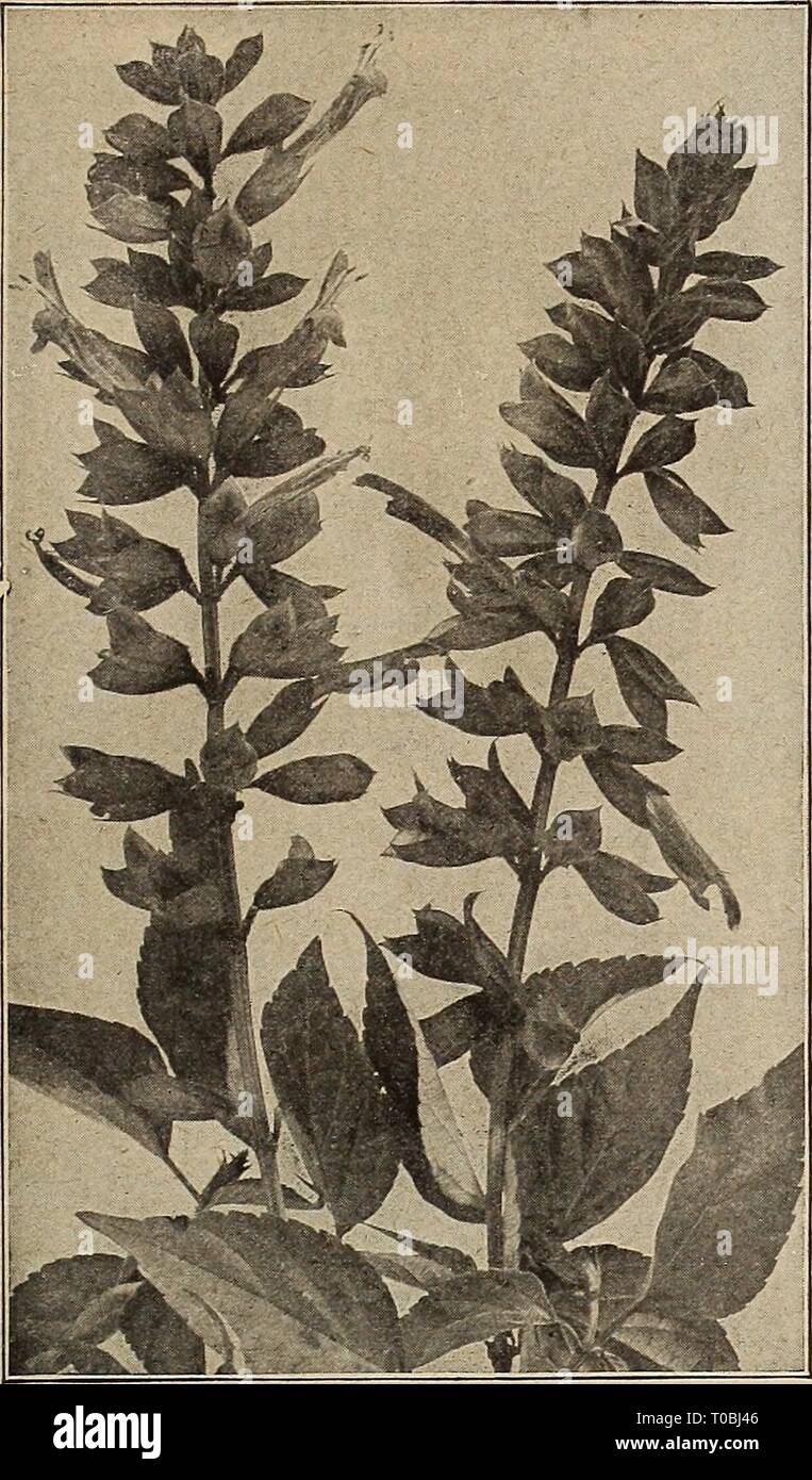 Dreer's garden book 1919 (1919) Dreer's garden book 1919 dreersgardenbook1919henr Year: 1919  HENRTADREER-PHILAKIiPHIA â ^'A- R[llABLEf LOWER SEEDS 107    Salvia Splendens (Scarlet Sage) 3901 RUDBBCKIA (Cone Flower) PER PKT. Bicolor Superba. Fine free flowering annual variety, grow- ing about 2 feet high, forming a dense bush and producing in great abundance on long stems its bright flowers. The disk is brown, the florets golden-yellow, with large velvety-brown spots at the base; very effective and useful for cutting. (See cut on page 106) 10 3902 Newmani. One of the finest of autumn-flowering Stock Photo