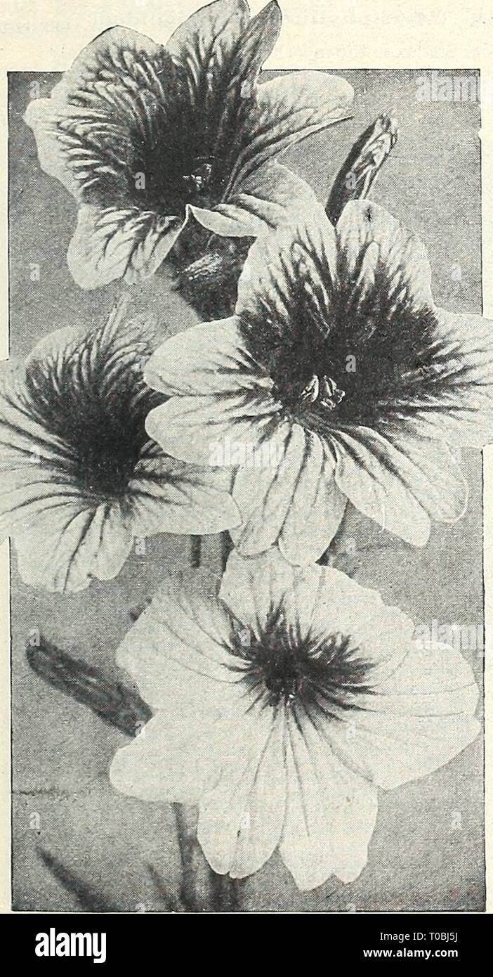 Dreer's garden book 1929 (1929) Dreer's garden book 1929 dreersgardenbook1929henr Year: 1929  /flEmyA-mm^ RELIABLE FLOWER SEEDS, &gt;HnMPlMl| 109 Large-flowering Salpiglossis (Painted Tongue) These are one of the very finest annuals, and are of the easiest culture, suc- ceeding in any good ordinary soil and in a sunny position. The plants grow from 24 to 30 inches high, and produce freely from mid-summer until frost their attractive Gloxinia-like blossoms in a very large and unusual range of colors. They are splendid for cutting, lasting well. Seed may be started in- doors or in a hotbed about Stock Photo