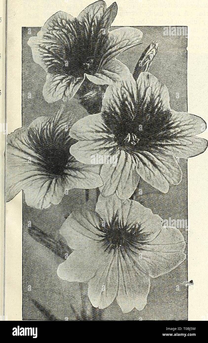 Dreer's garden book 1930 (1930) Dreer's garden book 1930 dreersgardenbook1930henr Year: 1930  fjjfflll RELIABLE FLOWER SEEDS, MM^ 109 Large-flowering Salpiglossis (Painted Tongue) These are one of the very finest annuals, and are of the easiest culture, succeed- ing in any good ordinary soil and in a sunny position. The plants grow from 24 to 30 inches high, and produce freely from mid-summer until frost their attractive Gloxinia-like blossoms in a very large and unusual range of colors. They are splendid for cutting, lasting well. Seed may be started indoors or in a hotbed about the end of Ma Stock Photo