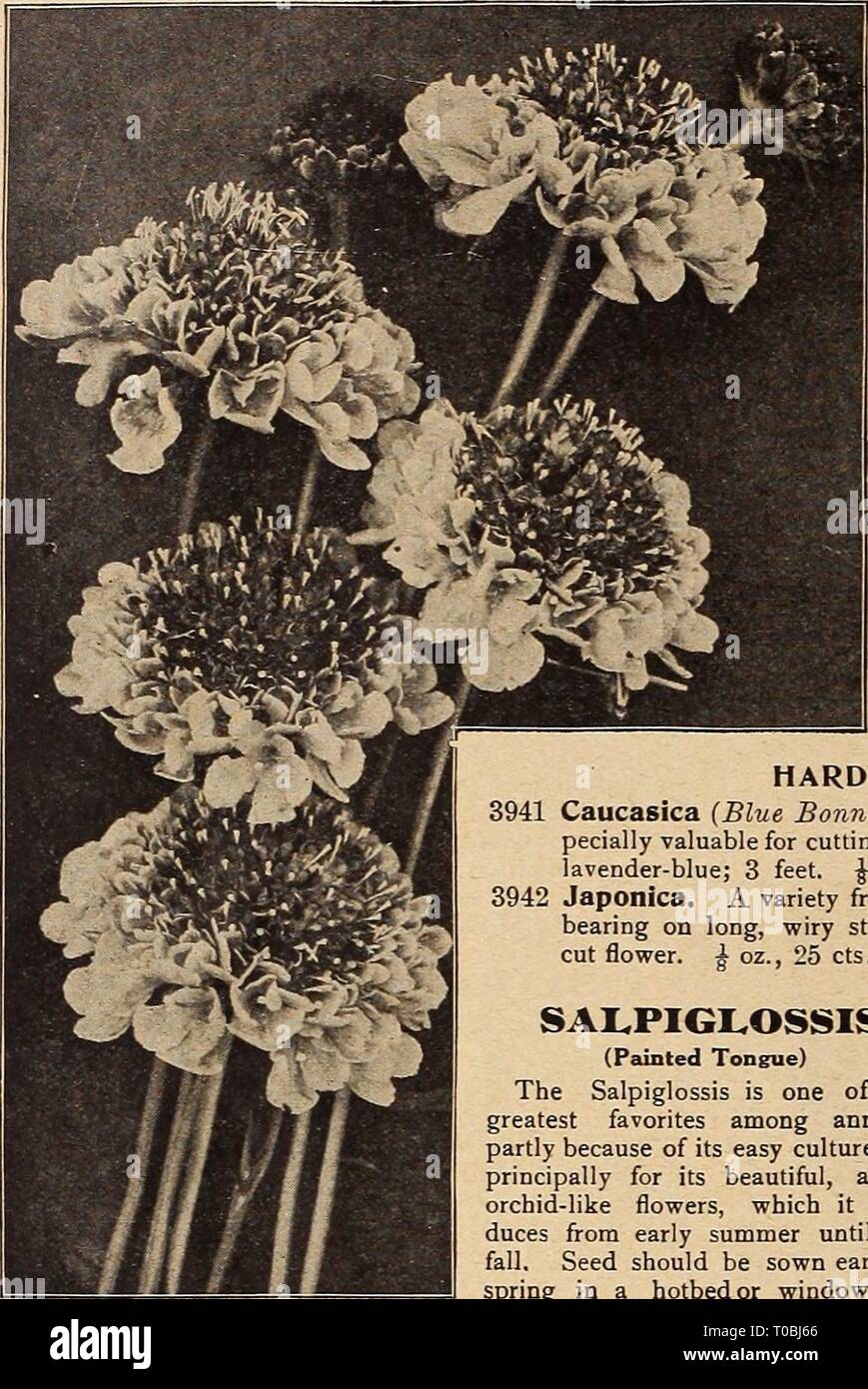 Dreer's garden book 1919 (1919) Dreer's garden book 1919 dreersgardenbook1919henr Year: 1919  108 [lllIUBIRTADRaR-PHIlADELPHIAfA- RELIABLE FLOWER SEEDS    Improved Large-flowbking Scabiosa SCABIOSA (Mourning Bride, Sweet Scabious, Pin-cushion Flower, etc.) The Annual Scabiosas are firm favorites with many of our customers. Seed can be sown any time in the spring after danger of frost is past. They grow about 2^ feet high, and come into bloom early in July, and continue without interruption until hard frost. The beautiful flowers in exquisite shades are borne on long stems, and when cut keep in Stock Photo