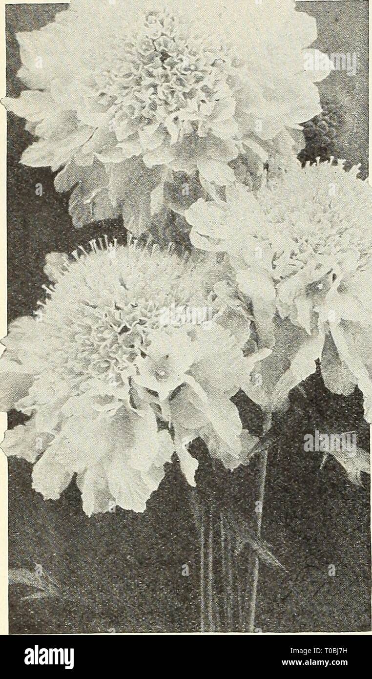 Dreer's garden book 1930 (1930) Dreer's garden book 1930 dreersgardenbook1930henr Year: 1930  110 im^mhmm^buMMJ^^^    Large-flowering Annual Scabiosas (Mourning Bride, Sweet Scabious, Pin Cushion Flower, etc.) These are firm favorites with many of our customers. Seed can be sown any time in the spring after danger of frost is past. They grow 2 to 3 feet high, and come into bloom early in July, and continue without interruption until hard frost. The beautiful flowers in exquisite shades are borne on long stems, and when cut keep in perfect condition for the best part of a week. They make effec Stock Photo