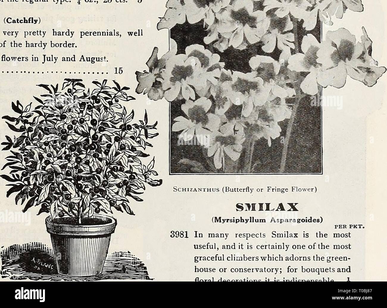 Dreer's garden book 1921 (1921) Dreer's garden book 1921 dreersgardenbook1921henr Year: 1921  m'ji^^*rM    SILENE (Catchfly) The varieties offered below are very pretty hardy perennials, well adapted for the rockery or the front of the hardy border. 3977 Alpestris. Glistening white flowers in July and August. 4 in 3978 Schafta {Autumn Catchfly). A charming border or rock plant, grow- ing from 4 to 6 inches high, with masses of bright pink flowers from July to October 15 Straw^ Flo livers or Everlastings This name is frequently applied to all sorts of Everlasting flowers, but is usually conside Stock Photo