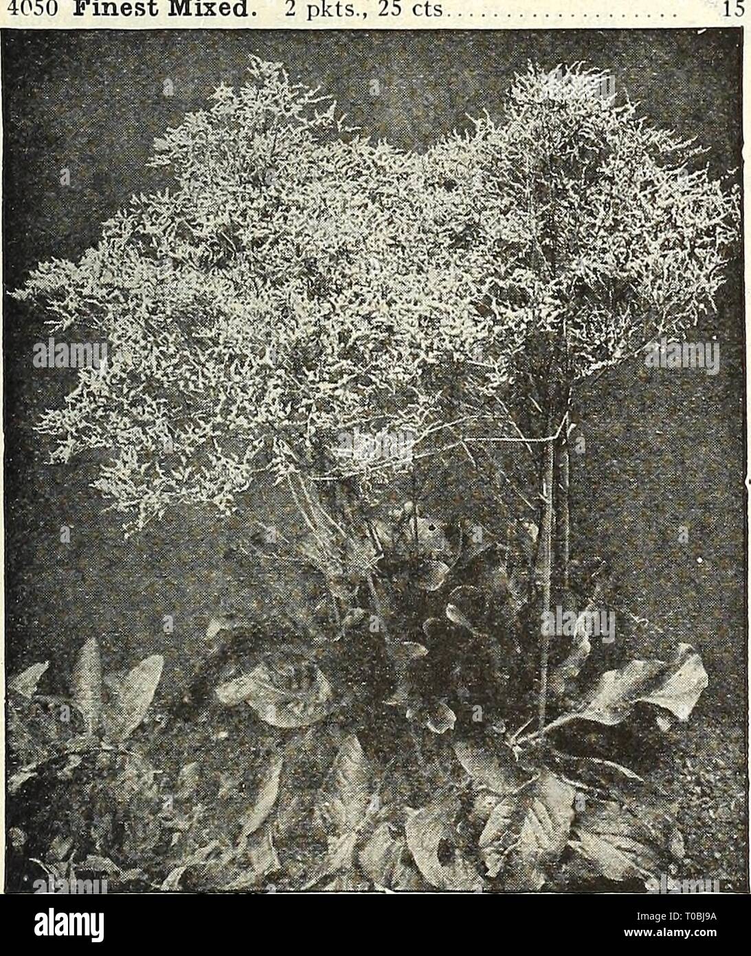 Dreer's garden book 1928 (1928) Dreer's garden book 1928 dreersgardenbook1928henr Year: 1928  10 IS Statice Latifolia Cut-and-Come-Again Stocks SmilaX (Myrsiphyllum Asparagoides) PER PKT. 3981 In many respects Smilax is the most, useful, and it is certainly one of the most graceful climbers which adorns the greenhouse or conservatory; for bouquets and floral decorations it is indispensable.  oz., 25 cts. Solanum (Jerusalem Cherry) 3994 Cleveland Red. A greatly improved form of this very useful pot plant for winter decoration. It is of dwarf, branching habit; leaves small and oval shaped, bear Stock Photo