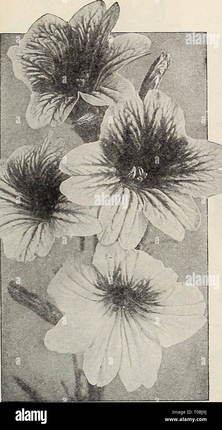 Dreer's garden book 1932 (1932) Dreer's garden book 1932 dreersgardenbook1932henr Year: 1932  ^RELIABLE FLOWER SEEDS/ 109    Large-flowering Salpiglossis (Painted Tongue) These are one of the very finest annuals, and are of the easiest culture, succeed- ing in any good ordinary soil and in a sunny position. The plants grow from 24 to 30 inches high, and produce freely from mid-summer until frost their attractive Gloxinia-like blossoms in a very large and unusual range of colors. They are splendid for cutting, lasting well. Seed may be started indoors or in a hotbed about the end of March, or s Stock Photo