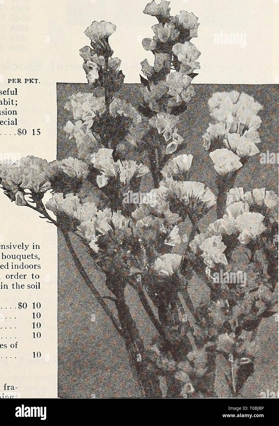 Dreer's garden book 1932 (1932) Dreer's garden book 1932 dreersgardenbook1932henr Year: 1932  111 SchizatlthllS (Butterfly or Fringe Flower) This is one of the airiest and daintiest flowers imaginable, especially adapted to bordering beds of taller flowers and those of a heavier growth. The seeds germinate quickly and come into bloom in a few weeks from sowing. The florescence is such as to completely obscure the foliage, making the plant a veritable pyramid of the most delicate and charming bloom. The Schizanthus make admirable pot plants for the house in late winter and early spring. For thi Stock Photo