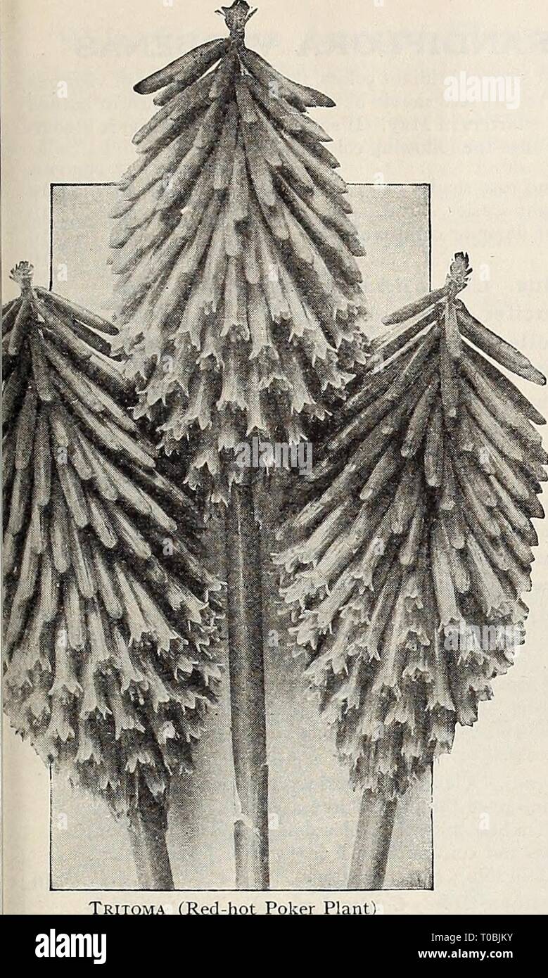 Dreer's garden book 1932 (1932) Dreer's garden book 1932 dreersgardenbook1932henr Year: 1932  RELIABLE FLOWER SEEDS/4 115    Tritoma (Red-hot Poker Plant Thermopsis PER PKT. 4308 Caroliniana. A showy, tall growing hardy perennial, producing in June and July, long spikes of lupin-like yellow flowers. 3 feet. Excellent for cutting. Special pkt, 75 cts $0 25 TrolHllS (Globe Flower) 4332 Caucasicus, Orange Globe. A rare variety with large orange flowers that are excellent for cutting. Seeds are slow germinating. May - June; 18 inches 25 Thunbergia (Black-eyed Susan) per pkt 4310 Beautiful, rapid g Stock Photo