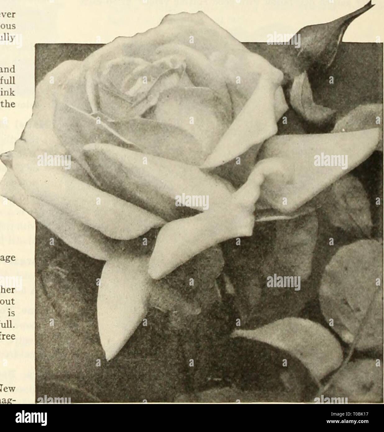 Dreer's garden book 1925 (1925) Dreer's garden book 1925 dreersgardenbook1925henr Year: 1925  Mrs. Charles Lamplough. page 128. $1.50 each. Described and offered on ^ Hybrid-Tea Rose, Mrs. J. C. Atosworth Reims. Large flowers of very regular and perfect form, petals round, very large, imbricated like a Camellia. Color flesh white, yellow at base, centre bright nankin shaded orange-apricot, vigorous habit and very free flowering. $2.50 each. Simone de Chevigne. Offered for the first time this season. A large attractive flower. Color cream shaded yellow and car- mine at the centre. $2.50 each. S Stock Photo