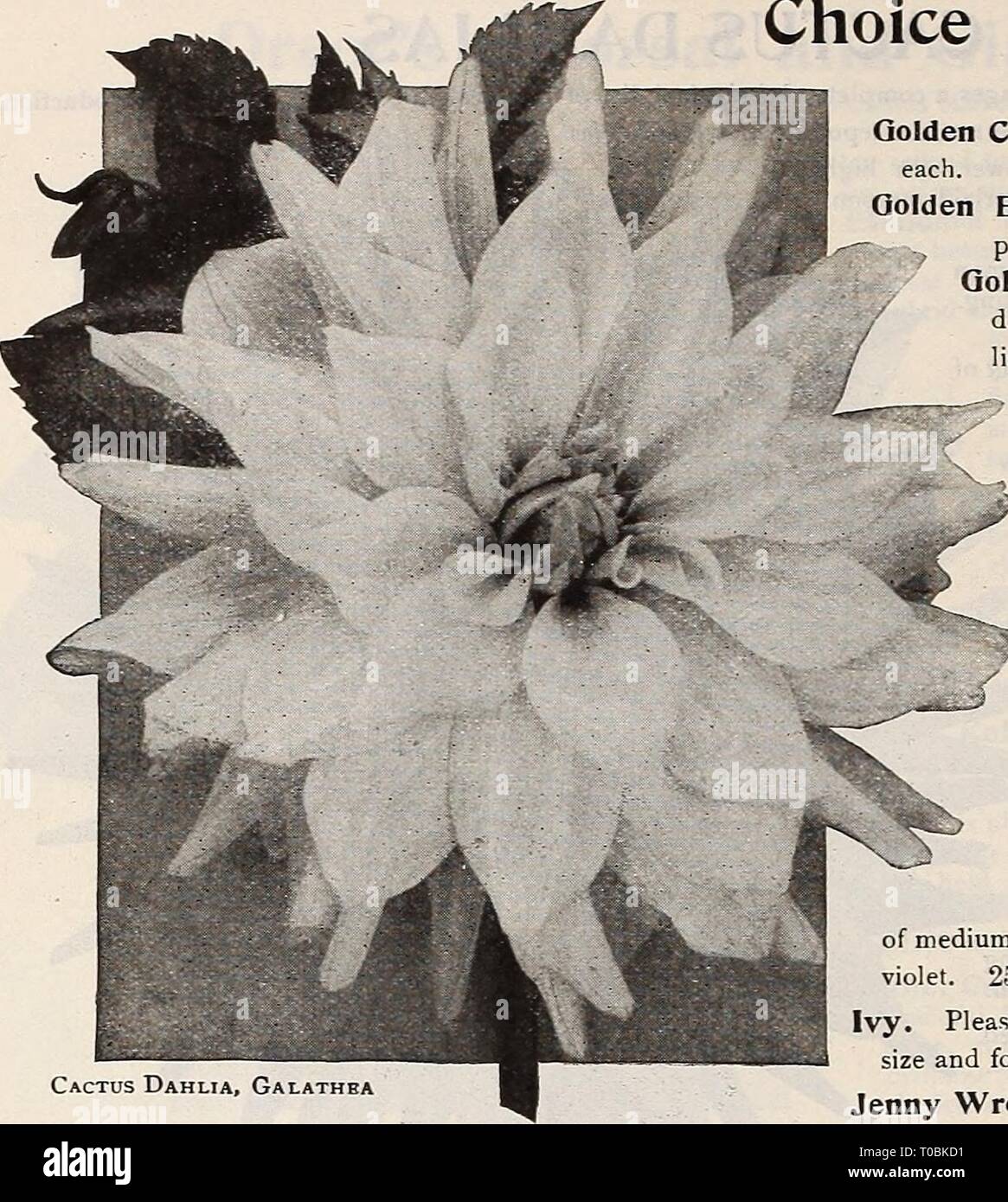 faith and flowers newport arkansas