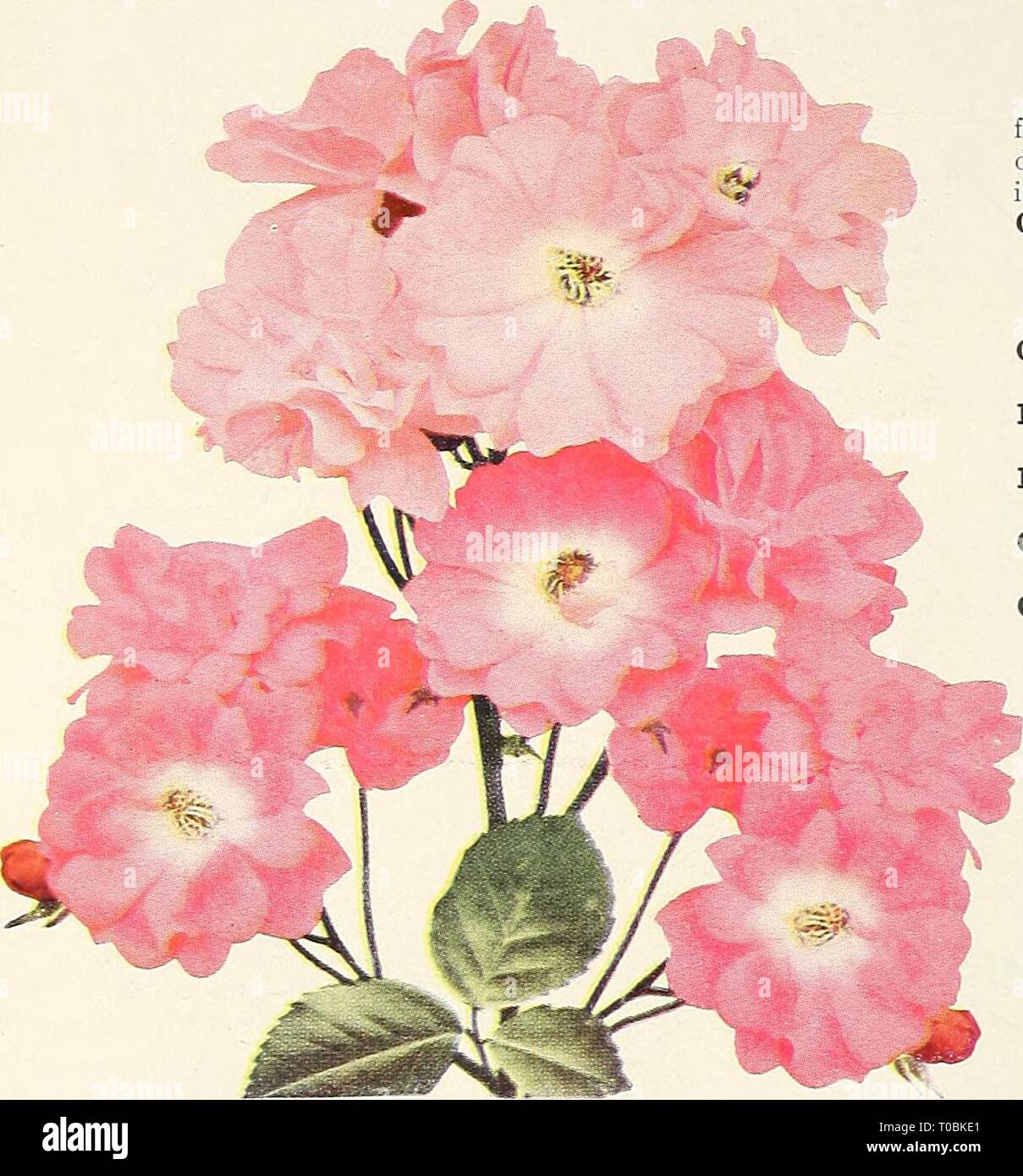 Dreer's garden book 1931 (1931) Dreer's garden book 1931 dreersgardenbook1931henr Year: 1931  136 /flEHRyA-l)REERj| SELECT-^vOSES &gt;HlMDEIiPM1k    Polyantha or Baby Roses A tj'pe of Rose which, is very popular for bedding purposes. They form shapely, compact bushy specimens about 18 inches high, pro- ducing in great profusion from early in the season until severe frost immense trusses of small flowers. Cecile Brunner {The Fairy, or Sweetheart Rose). A variety with dainty double little flowers of perfect form produced in many flowered graceful sprays; color a soft ros3'-pink dn a rich cream Stock Photo