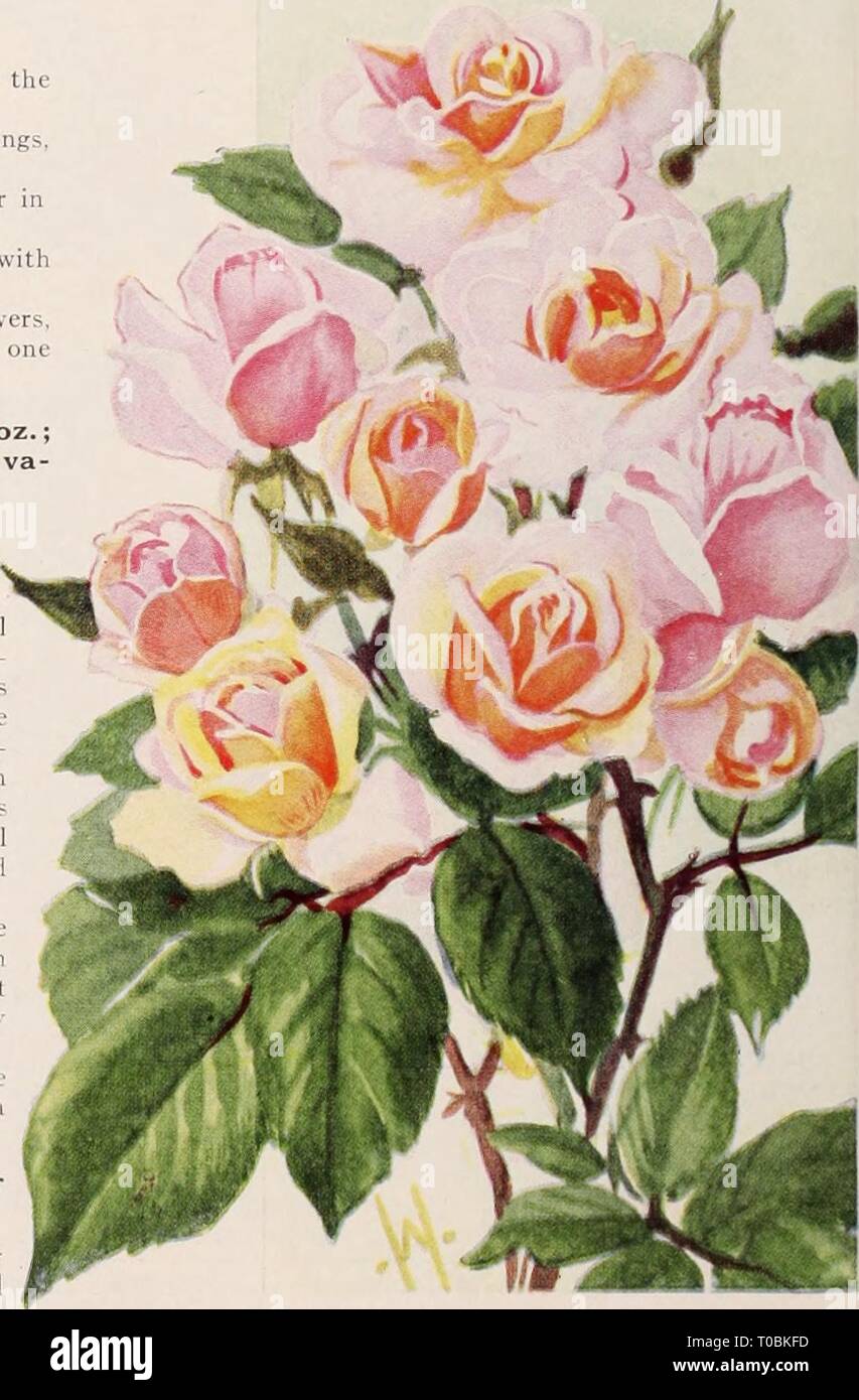Dreer's garden book  Henry Dreer's garden book / Henry A. Dreer. dreersgardenbook1931dree Year:   Polyantha or Baby Roses A type of Rose which is very popular for bedding purposes. They form shapely, compact bushy specimens about 18 inches high, pro- ducing in great profusion from early in the season until severe frost immense trusses of small flowers. Cecile Brunner (The Fairy, or Sweetheart Rose). A variety with dainty double little flowers of perfect form produced in many flowered graceful sprays; color a soft rosy-pink on a rich creamy- white ground. Chatillon. Very distinct, a pretty silv Stock Photo