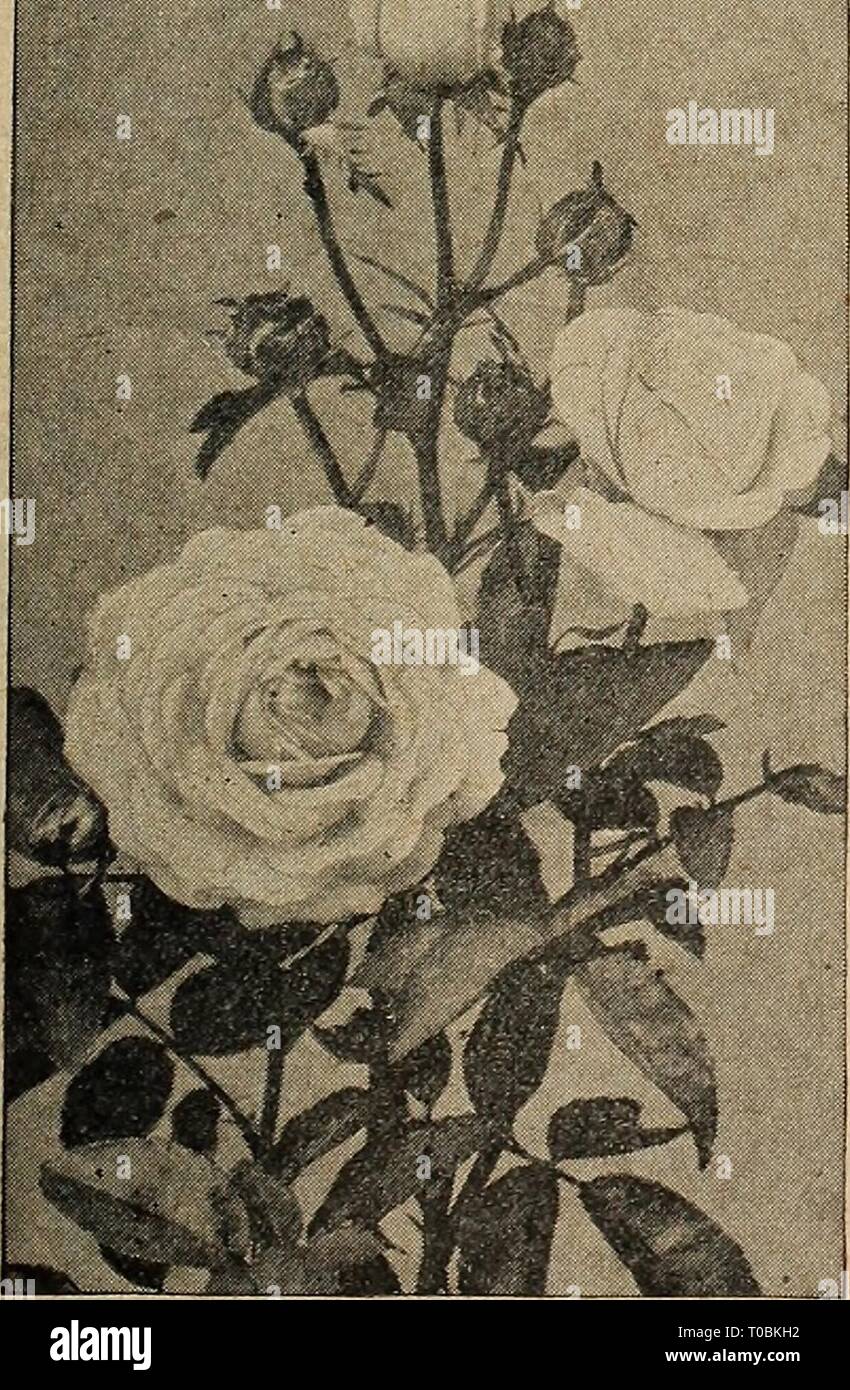 Dreer's garden book 1920 (1920) Dreer's garden book 1920 dreersgardenbook1920henr 0 Year: 1920  Memorial, or Evhrgfben Roses Wichuraiana. Beautiful fragrant single pure white flowers with yellow stamens followed in fall with bright red hips or berries. Strong two-year-old plants, 50 cts. each; $5.00 per doz.; $40.00 per 100. Set of 6 sorts, $2.50. Rose The Old Favorite Bourbon 'HERMOSA' This old favorite has stiil many friends on account of the freedom with which its medium sized, bright pink flowers are produced, it rarely being out of bloom from early June until hard frost in the late autumn Stock Photo