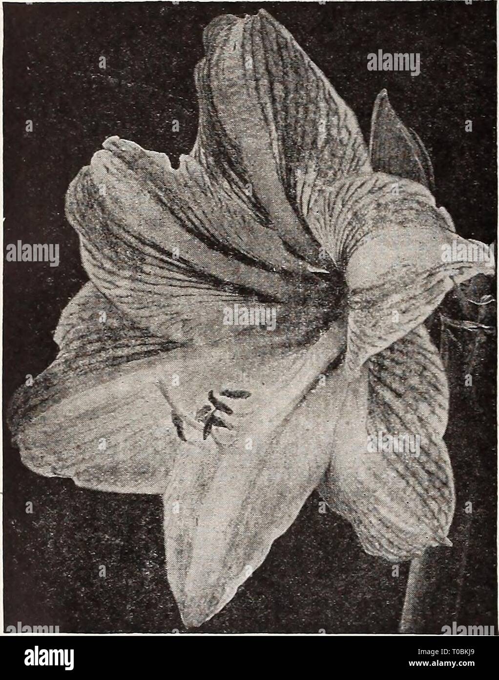 Dreer's garden book 1921 (1921) Dreer's garden book 1921 dreersgardenbook1921henr Year: 1921  Garden and Greenhouse PLANTS AND BULBS tW Please read what we say regarding filling and forwarding of Plant Orders on page 117 °^g AGAPANTHUS Umbellatus {Bhie Lily of the Nile). A splendid ornamen- tal plant, bearing clusters of bright, blue flowers on 3 foot long flower stalks and lasting a long time in bloom. A most desirable plant for outdoor decoration, planted in large pots or tubs on the lawn or piazza. — Albus. A white flowering variety. — Mooreanus. A smaller form than the type with dark-blue  Stock Photo
