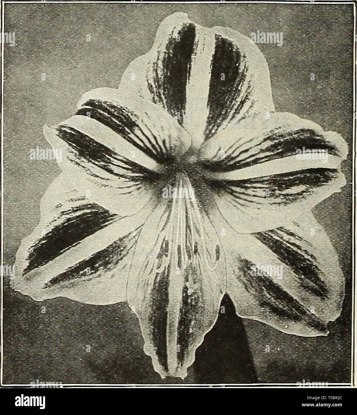 Dreer's garden book 1923 (1923) Dreer's garden book 1923 dreersgardenbook1923henr Year: 1923  Ag.^&gt;.N1HL'S U.mbell.tvs AGAPANTHUS UmbellatUS (BUte Lily of the Nile). A splendid ornamental plant, bearing clusters of bright, blue flowers on 3 foot long flower stalks and lasting a long time in bloom. A most desirable plant for outdoor decoration, planted in large pots or tubs on the lawn or piazza. 50 cts. each. Also a limited number of large plants in 8-inch tubs, $2.50 each. — Mooreanus. A smaller form than the type with dark-blue flowers; produced very freely. 50 cts. each. AGLAONEMA Cost Stock Photo