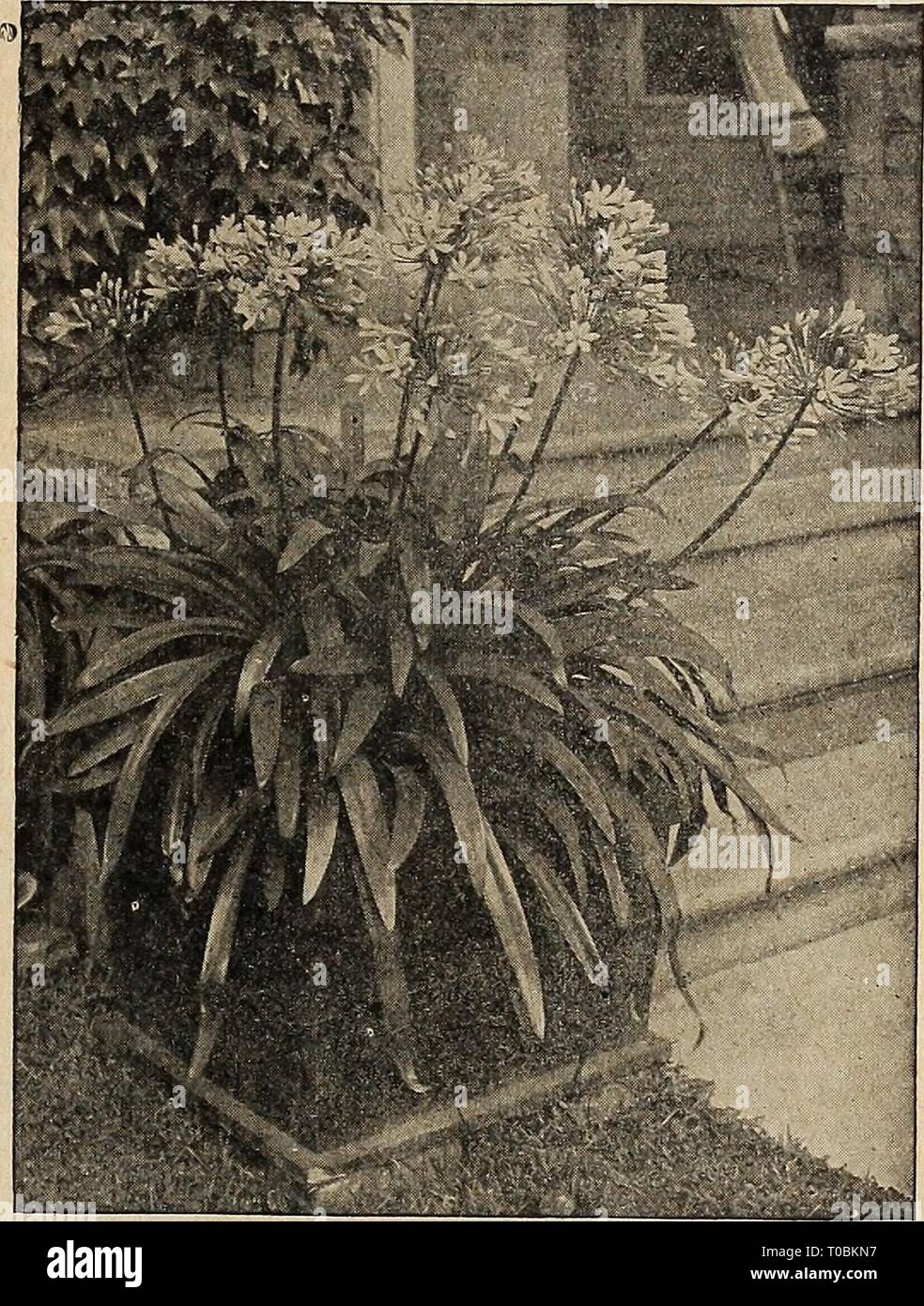 Dreer's garden book 1920 (1920) Dreer's garden book 1920 dreersgardenbook1920henr 0 Year: 1920  Dreer's American Hybrid Amaryllis Agapanthus Umbellatus AMORPHOPHALLUS (Devil's Tongue, or Snake Palm) Rlvieri. Particularly handsome plant for growing either in clumps or as a solitary specimen. Should be planted in May in warm, sunny situation in extra rich soil; the flowers ap- pear before the leaves and rise to a height of 2 feet and re- semble a gigantic black Calla. This is soon followed by the massive tropical-looking leaves, supported by thick, beauti- fully marbled stems. Large bulbs, 50 ct Stock Photo