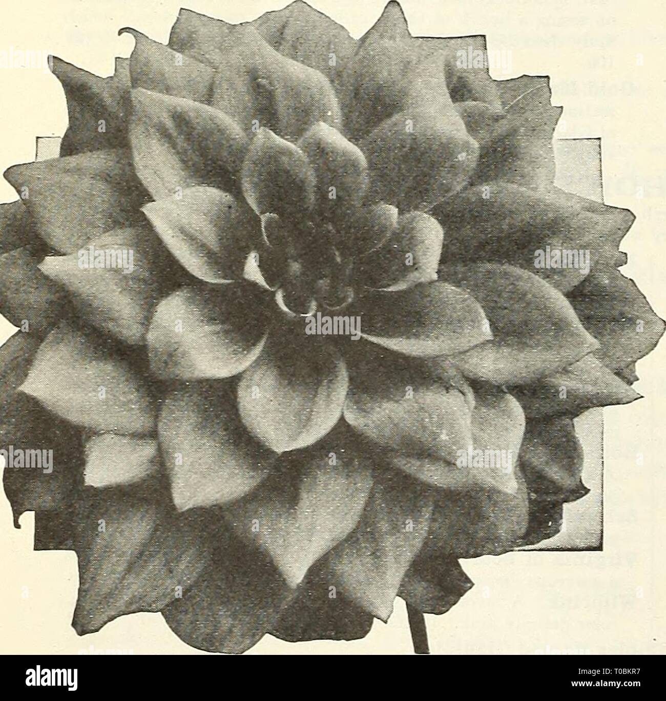 Dreer's garden book 1928 (1928) Dreer's garden book 1928 dreersgardenbook1928henr Year: 1928  Peony Dahlia Geisha    Decorative Dahlia Granada George Aeugle (Decorative). A tall vigorous grower with im- mense full deep flowers of a rich wax yellow suffused on the reverse with dragon's blood red. A splendid exhibition flower with good stems. Plants, $2.00 each. Granada (Decorative). One of Mr Broomall's introductions, a Very large, broad Detailed clear lemon yellow on good stiff stems. Plants, $5.00 each. Hera (Decorative). A Holland introduction that came to us high- ly recommended, which has  Stock Photo