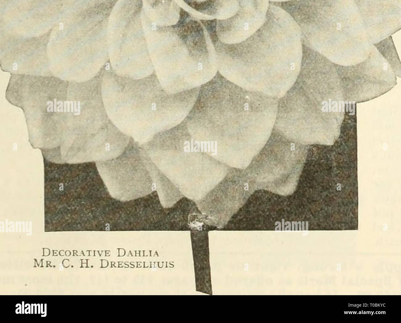 Dreer's garden book 1925 (1925) Dreer's garden book 1925 dreersgardenbook1925henr Year: 1925  Decorative D.hi.ia Mr. C. H. Dresseluuis CaCtus Dahlia. El Granada (Offered on page 139) Mme. Butterfly {Paeonie). Ground color yellow, heavily shaded with coral-red; a gay-colored flower, very freely produced. Plants, $1.50 each. Mrs. O. D. Baldwin {Decorative). A good sized flower on long stiff wiry stems, fine for cutting, the base of the flower is not unlike the color of the American Beauty Rose, a rich rosy-carmine, suffused with, and shading to soft rose-pink at the tips. Plants, $1.50 each. Mr Stock Photo