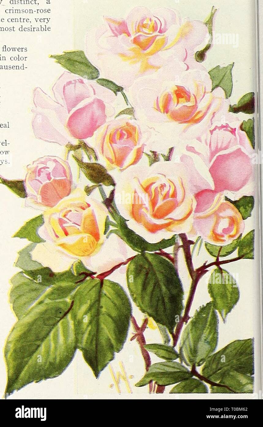 Dreer's garden book 1930 (1930) Dreer's garden book 1930 dreersgardenbook1930henr Year: 1930  POLYANTHA OR BABY ROSES A type of Rose which is very popular for bedding purposes. They form shapely, compact bushy specimens about 18 inches high, producing in great profusion from early in the season until severe frost immense trusses of small flowers. The varieties illustrated above are: No. 1, Scarlet Leader; No. 2, Marytje Cassant; No. 3, Kersbergen; No. 4, Le Marne; No. 5, Golden Salmon; No. 6, Chatillon. Cecile Brunner {The Fairy, or Sweetheart Rose). A variety with dainty double little flowers Stock Photo