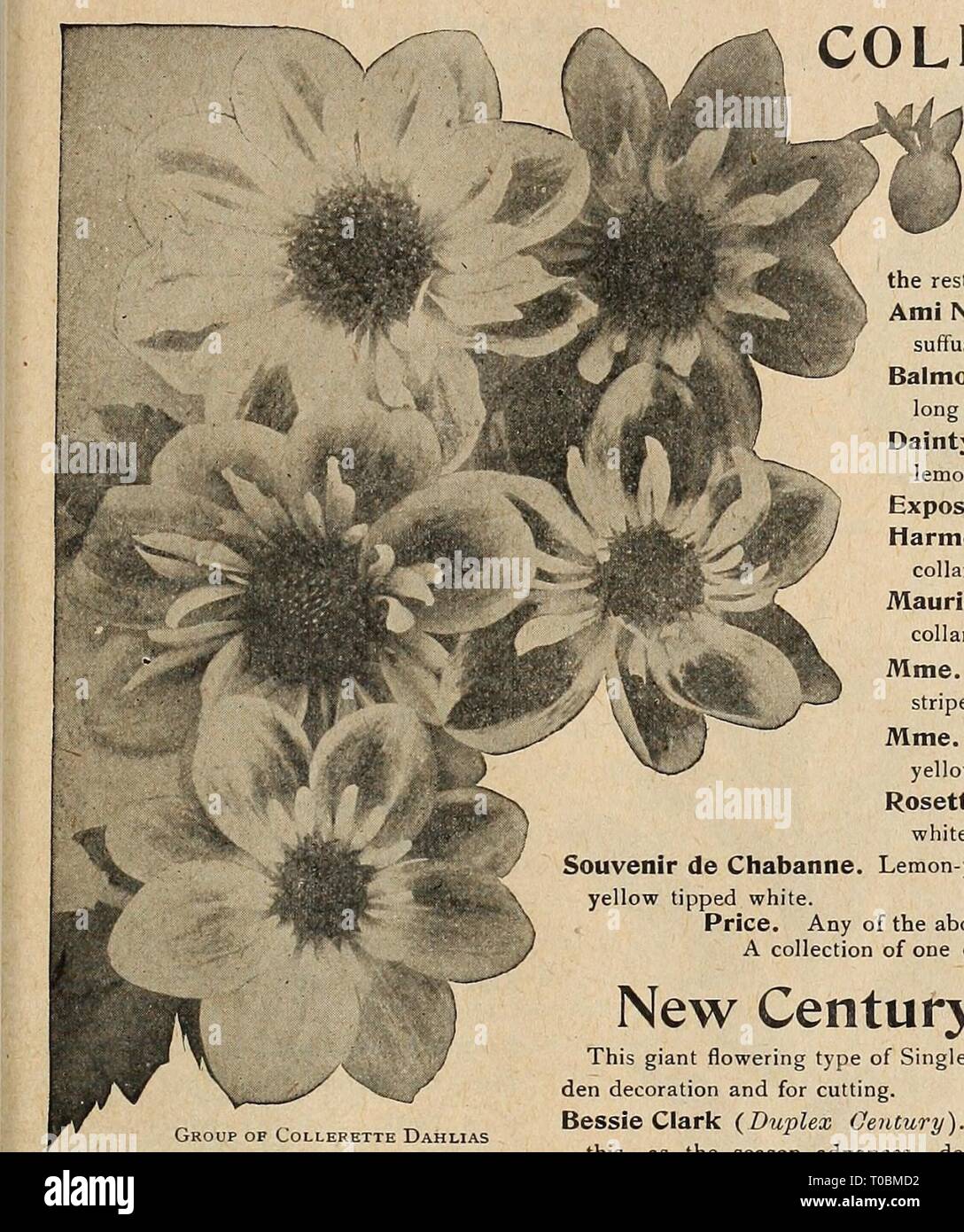 Dreer's garden book 1920 (1920) Dreer's garden book 1920 dreersgardenbook1920henr 0 Year: 1920  I HiRrlDKER-PmLAOitRHIA • Wlf GAMEMRMHOUSE PLANTS 1 151 COLLERETTE DAHLIAS The Collerette Dahlias have single flow- ers with an additional row of short petals around the disc, forming a frill or collar, which is usually of a different color from the rest of the flower. Ami Nonin. Dark crimson-carmine, collar white suffused rose; very large. Balmoral. Deep aniline-red'shaded purple, with long narrow white collar petals. Dainty. Soft rose, deepening to carmine centre, lemon-yellow collar. Exposition d Stock Photo