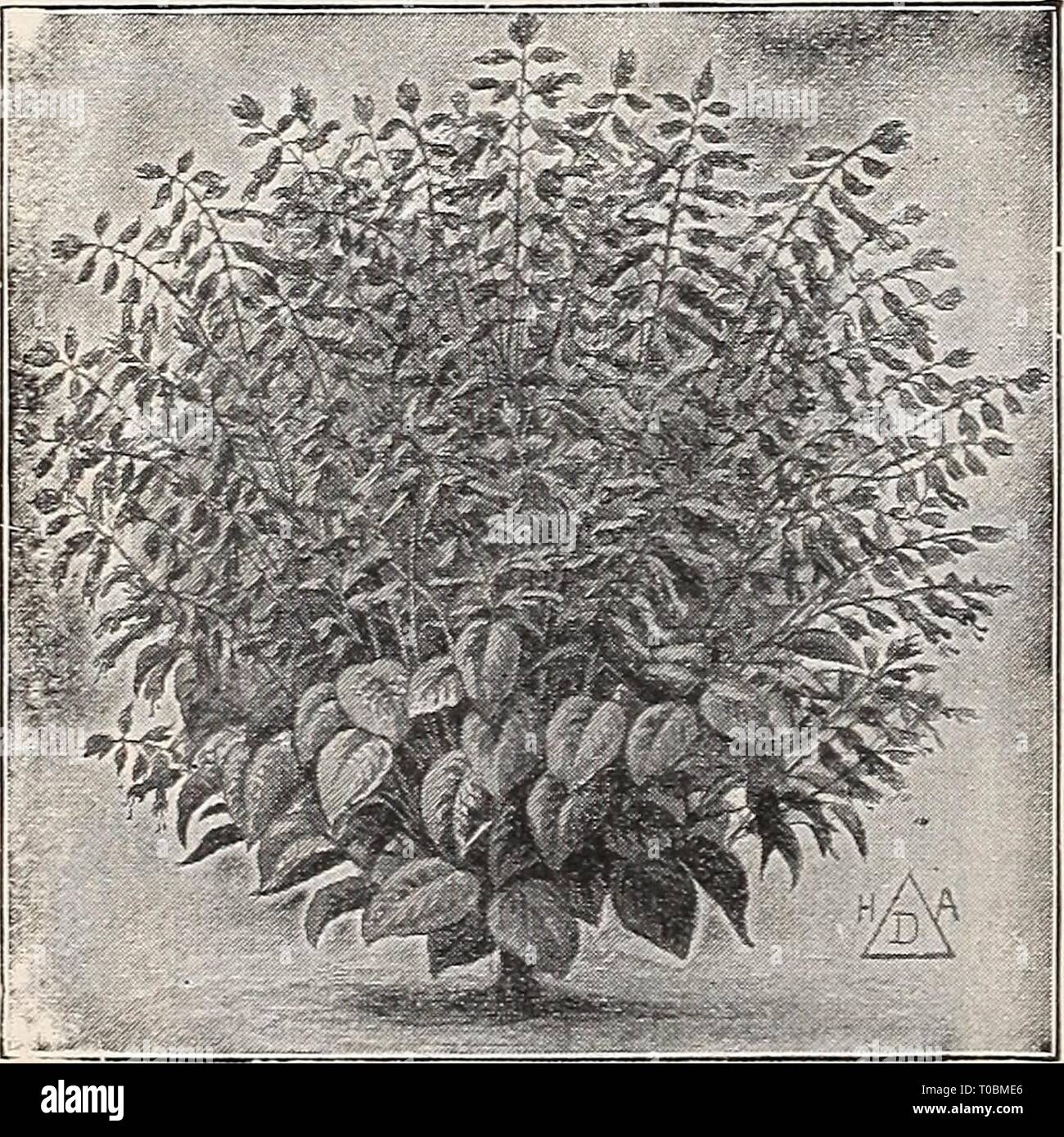 Dreer's garden book 1918 (1918) Dreer's garden book 1918 dreersgardenbook1918henr Year: 1918  Pepekomia Maculosa PEPEROMIA Maculosa. A pretly dwarf, ornamental, foliage plant, the thick leaves being bright green, veined silvery-white; exceedingly useful as a pot plant for the window. 25 cts. each; $2.50 per doz. PLUMBAGO Capensis. Light lavender- blue. —Alba. Color creamy white. Coccinea Superba. Long racemes of showy, brilliant, bright satiny-carmine flow- ers. 15 cts. each ; $1.50 per doz. POTHOS ARGYR^EA A pretty hothouse climber with deep green foliage, nicely variegated with silvery-white Stock Photo