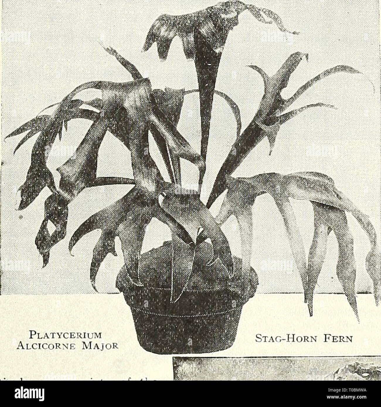 Dreer's garden book 1931 (1931) Dreer's garden book 1931 dreersgardenbook1931henr Year: 1931  Dreer's Fine Ferns Adiantum Cuneatum. This is the well-known fine-leaved Maiden Hair variety so exten- â sively used in connection with cut flowers. 3-inch pots, 25 cts. each. Adiantum Farleyense Glor- iosa {Tkf Glory Fern). An easy-growing form of that most beautiful of all Maiden-Hairs, Adiantum Farleyense. Good plants, in 3-inch pots, 50 cts. each; 4-inch pots, $1.00 each. Platycerium Alcicorne Major Dreer's Fine FernsâContinued Pteris Alexandrae. The crested fronds of this pretty variety are varie Stock Photo