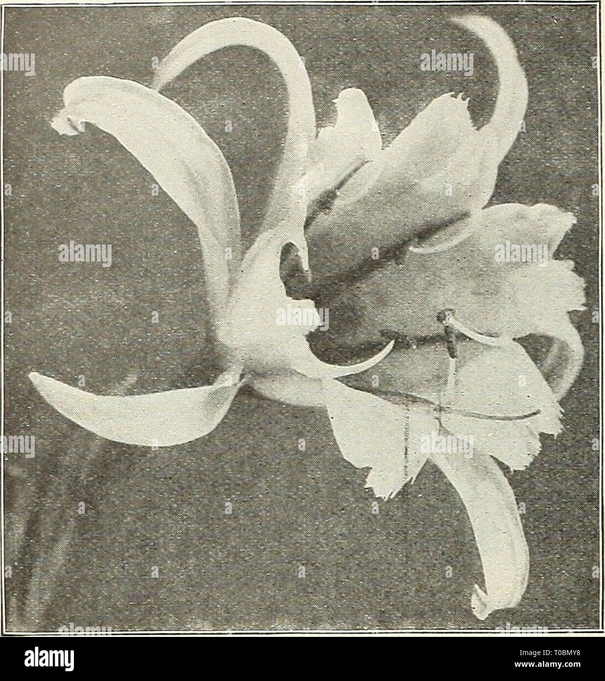 Dreer's garden book 1927 (1927) Dreer's garden book 1927 dreersgardenbook1927henr Year: 1927  164 flEiffiyA-Bim^ .GARDENAm GREENHOUSE PIANm MMm    ISMENE (Panivian Daffodil) Hibiscus Sinensis (Chinese Hibiscus) Well-known evergreen tender shrubs which may be grown either in a pot or tub, or planted out during the summer. They flower freely during the entire summer, and even in the winter if kept in a light, sunny position in the house. Aurantiacus. Fine double pure salmon. Grandiflorus. Very large single rose. Miniatus Semi-plenus. The finest and most brilliant semi- double, vermilion-scarlet, Stock Photo