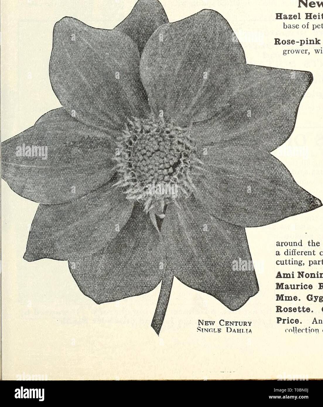 Dreer's garden book 1930 (1930) Dreer's garden book 1930 dreersgardenbook1930henr Year: 1930  New Century Sinols Dahlia Peony Dahlia, Mme. Paul Aubrey Vivandiere. Of immense size and great depth; color a lively cherry-carmine, shading lighter towards the tips. 75 cts. each. The Mahdi. A very large fancy Peony of good form, of a rich blood-red mottled and streaked with creamy-white and yellow; a very attractive flower. 75 cts. each. One each of the 10 varieties for $5.00 New Century Single Dahlias Hazel Heiter. Bright crimson-carmine, with deeper shadings, base of petals canary-yellow. Rose-pin Stock Photo
