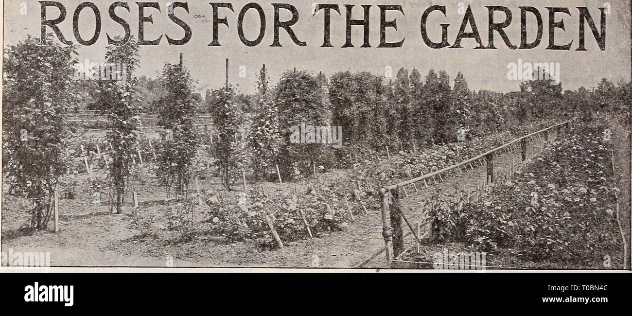 Dreer's garden book 1917 (1917) Dreer's garden book 1917 dreersgardenbook1917henr Year: 1917  Dreer s Specially Prepared 5 FOR THE —1    Partial View of Rose Trial Beds at our Nursery, Riverton. N. J. While our old customers are familiar with the grade of Roses which we send out, we wish to direct the attention of those who have never planted our stock to the manner in which these plants are prepared. The bulk of our Roses are field-grown plants, having been cultivated in fields during the growing season of 1916. In fall they were carefully dug, planted in pots and stored in cold greenhouses o Stock Photo