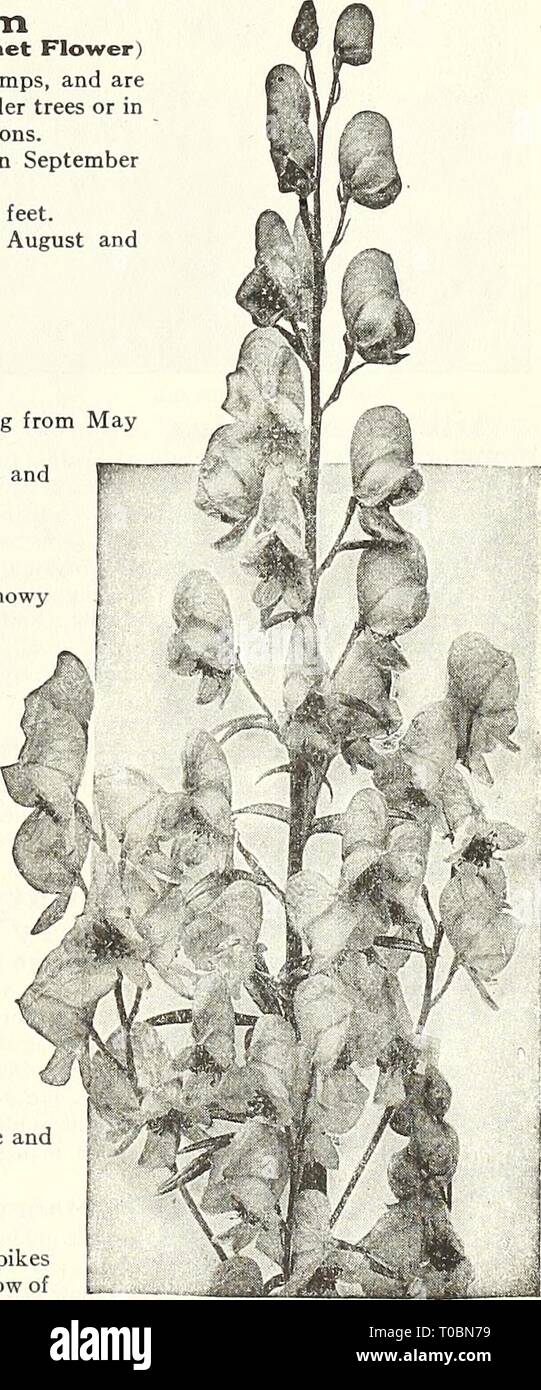 Dreer's garden book 1931 (1931) Dreer's garden book 1931 dreersgardenbook1931henr Year: 1931  ALYSSUM bA,XATILE COMPACTUM, ON RoCKERY Acanthus (Bear's Breech) Mollis Latifolius. A handsome decorative plant of stately effect, with deeply-toothed, heart-shaped leaves, 2 feet long by 1 foot wide, either for planting as single specimens on the lawn or in the border, or for grouping with other plants for sub-tropical effect, producing 3 feet high spikes of curious rose-colored flowers during August and September. The orna- mentation of the Corinthian column is said to have been suggested by the lea Stock Photo