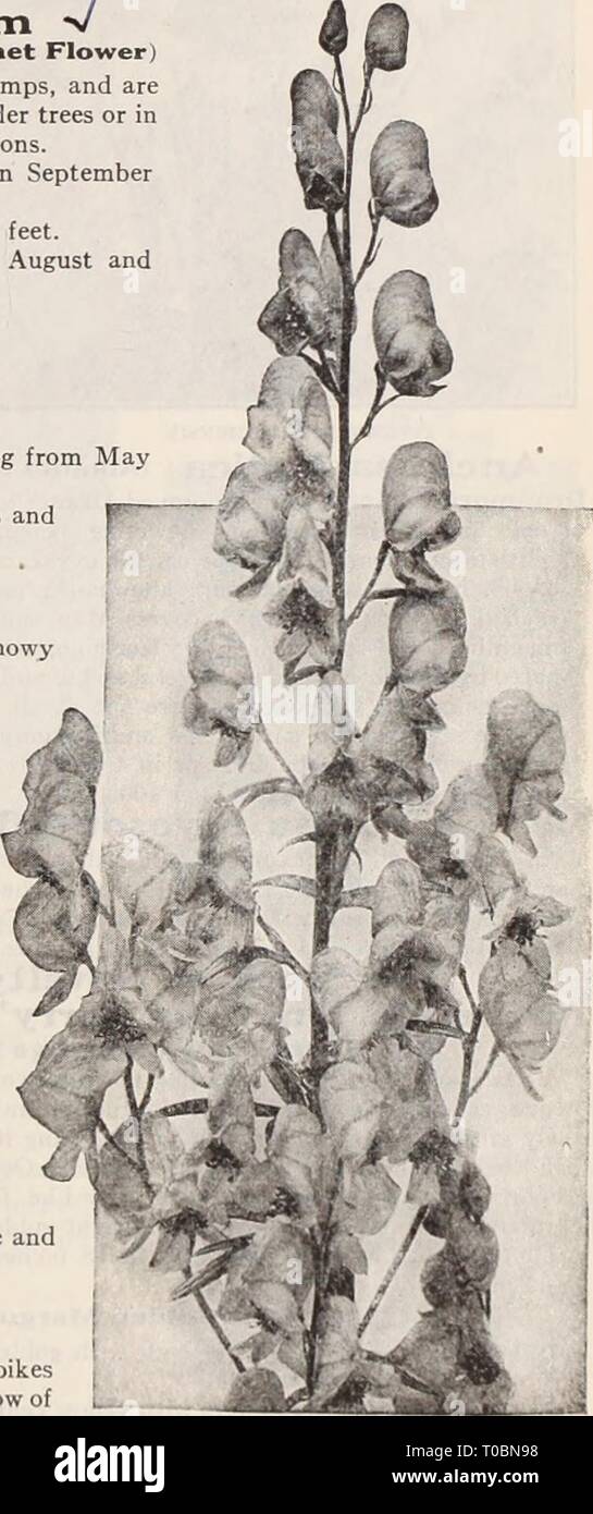 Dreer's garden book  Henry Dreer's garden book / Henry A. Dreer. dreersgardenbook1931dree Year:   Alyssum Saxatile Compactum, on Rockery Acanthus (Bear's Breech) Mollis Latifolius. A handsome decorative plant of stately effect, with deeply-toothed, heart-shaped leaves, 2 feet long by 1 foot wide, either for planting as single specimens on the lawn or in the border, or for grouping with other plants for sub-tropical effect, producing 3 feet high spikes of curious rose-colored flowers during August and September. The orna- mentation of the Corinthian column is said to have been suggested by the  Stock Photo
