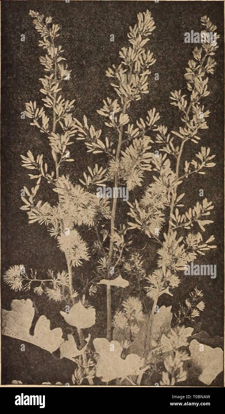 Dreer's garden book 1920 (1920) Dreer's garden book 1920 dreersgardenbook1920henr 0 Year: 1920  ASTILBB ARENDSI    BOCCONIA CoRDATA ASTIEBES Davidi. An important hardy plant. Its 5 to 6 feet high stems, which . rise from a tuft of pretty dark green foliage, are crowned with feathery plumes of deep rose-violet flowers during June and July. 35 cts. each. Hybrida Gruno. A splendid salmon-pink sort growing 4 feet high and producing light, graceful, spreading spikes of flowers, the finest pink Astilbe yet introduced. 75 cts. each. Hybrida floerheimi. A cross between A. Davidi and an unknown variety Stock Photo